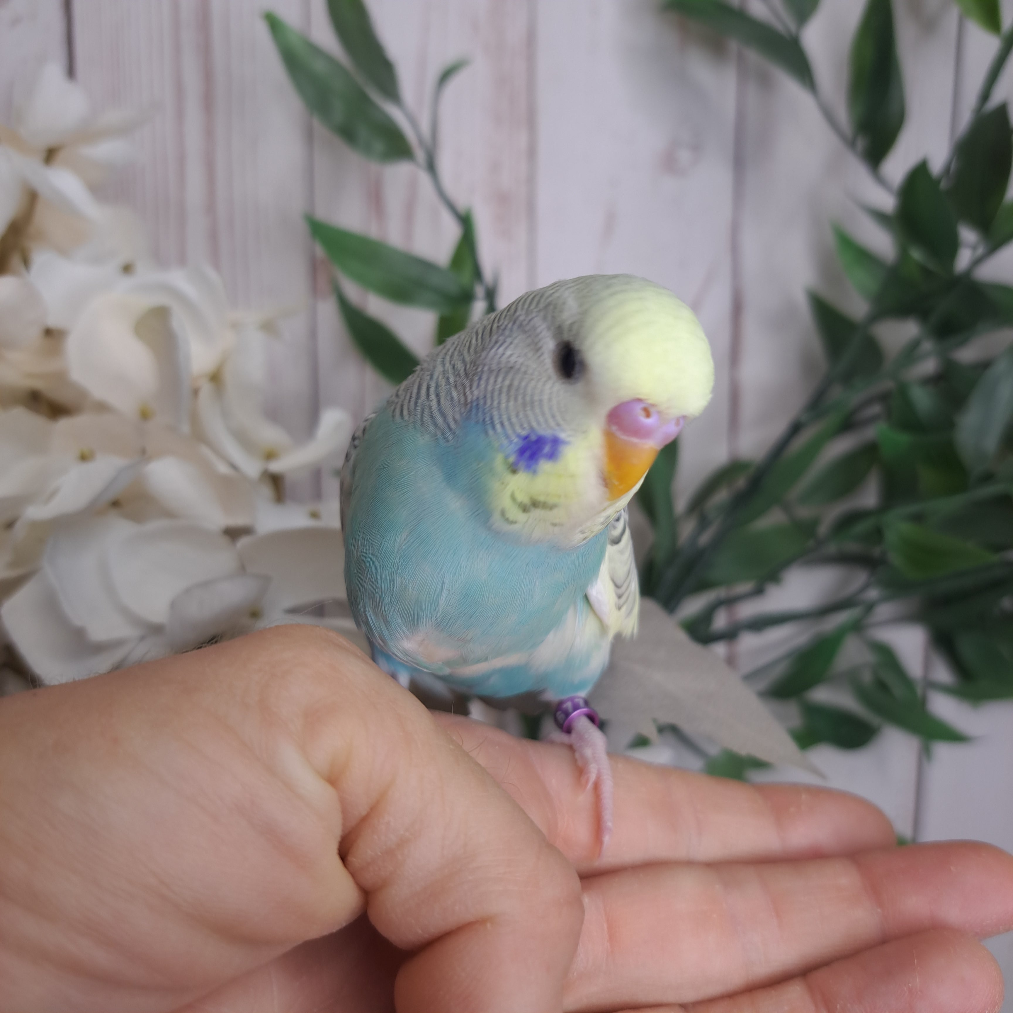 Budgie- Ring ID: Z5677- DEPOSIT TAKEN