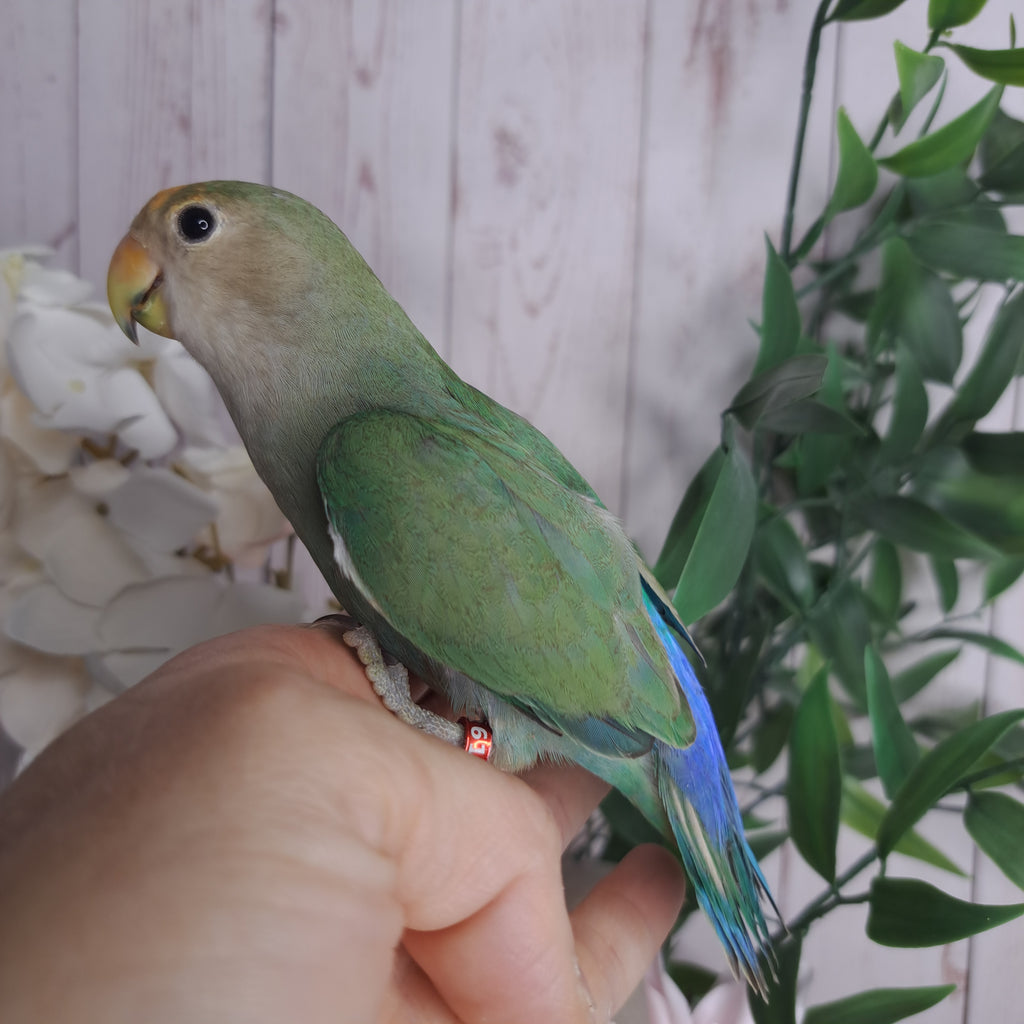 Lovebird- Ring ID: R6151