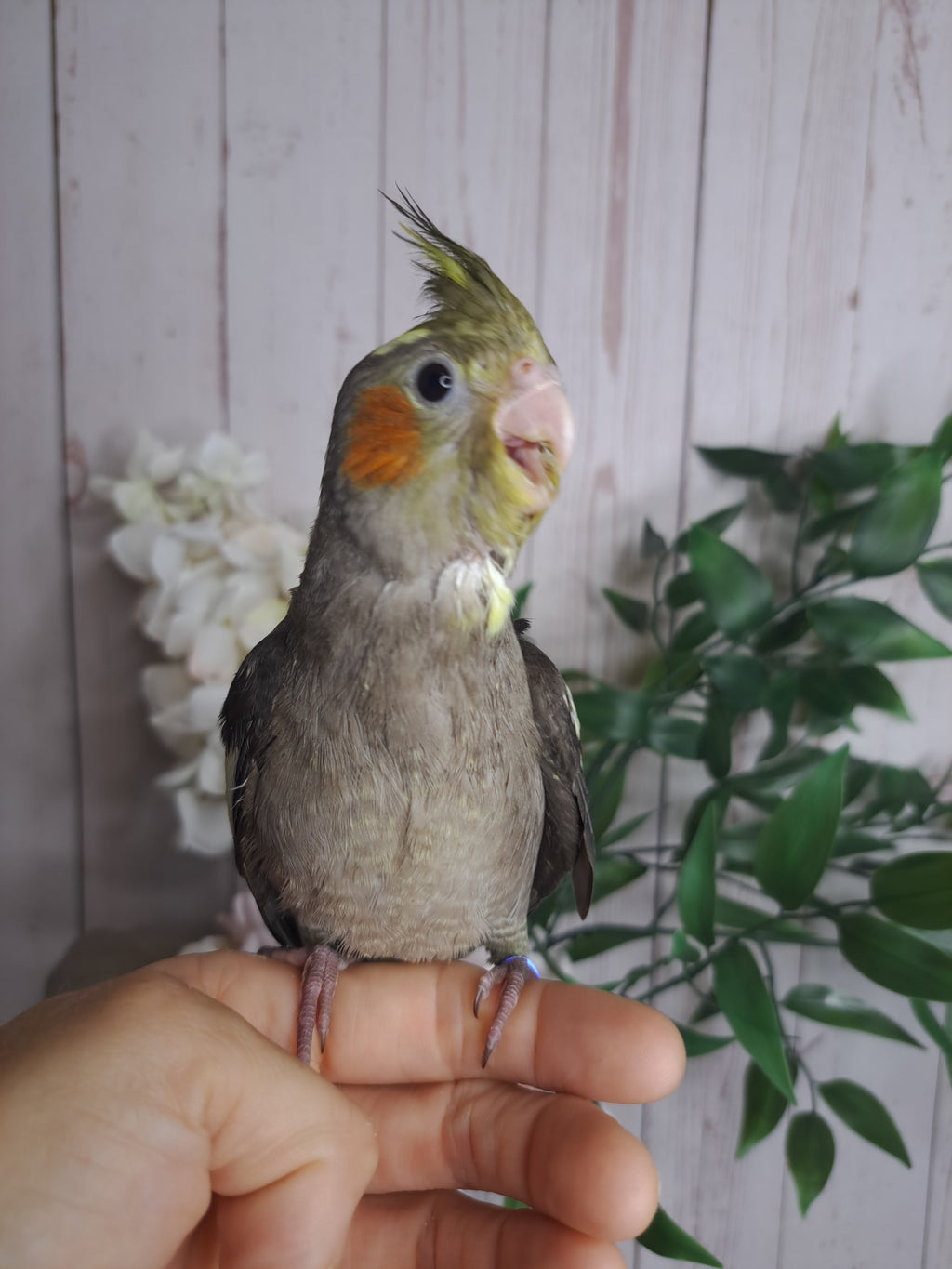 Cockatiel- Ring ID: 3785U- DEPOSIT TAKEN