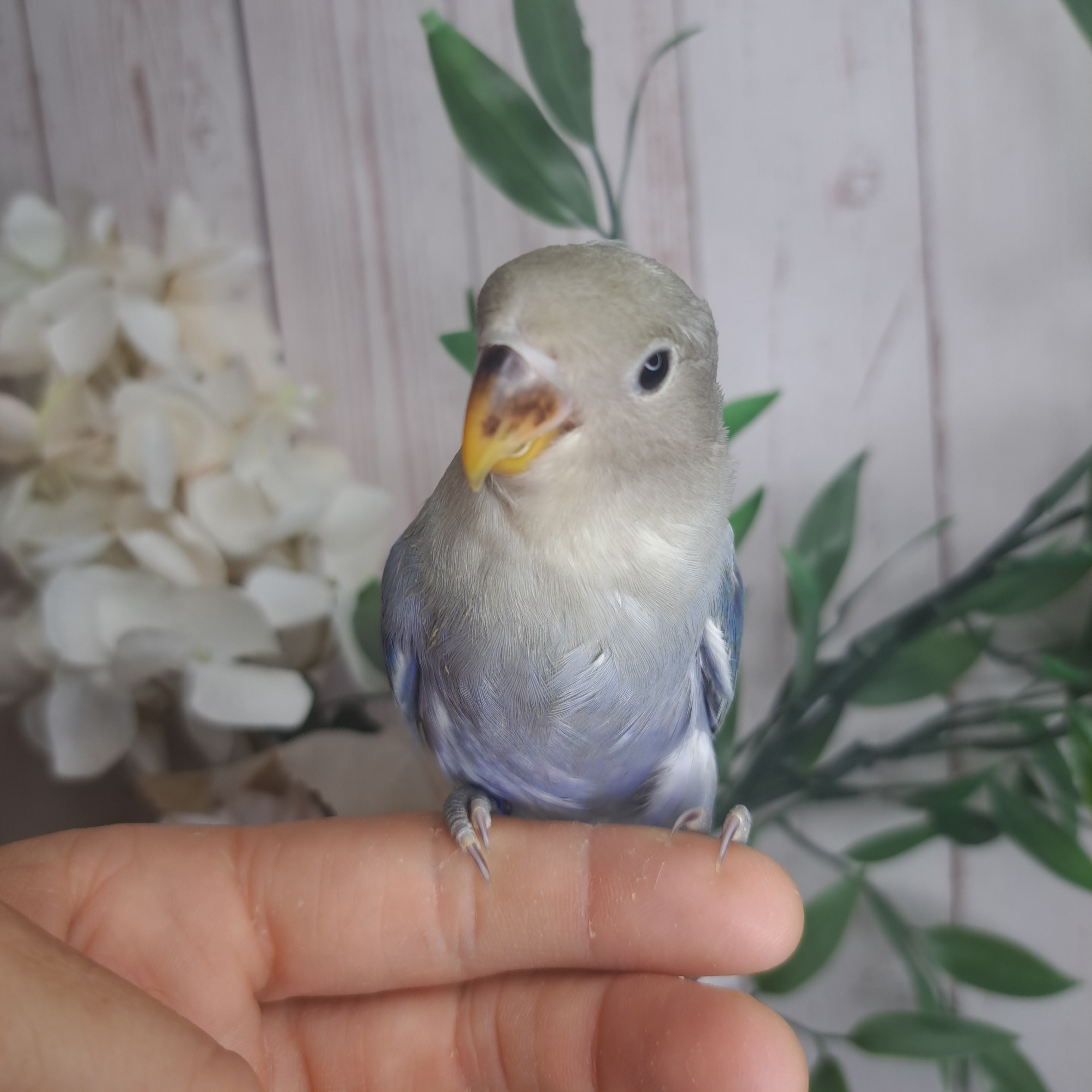 Lovebird- Ring ID: V1708