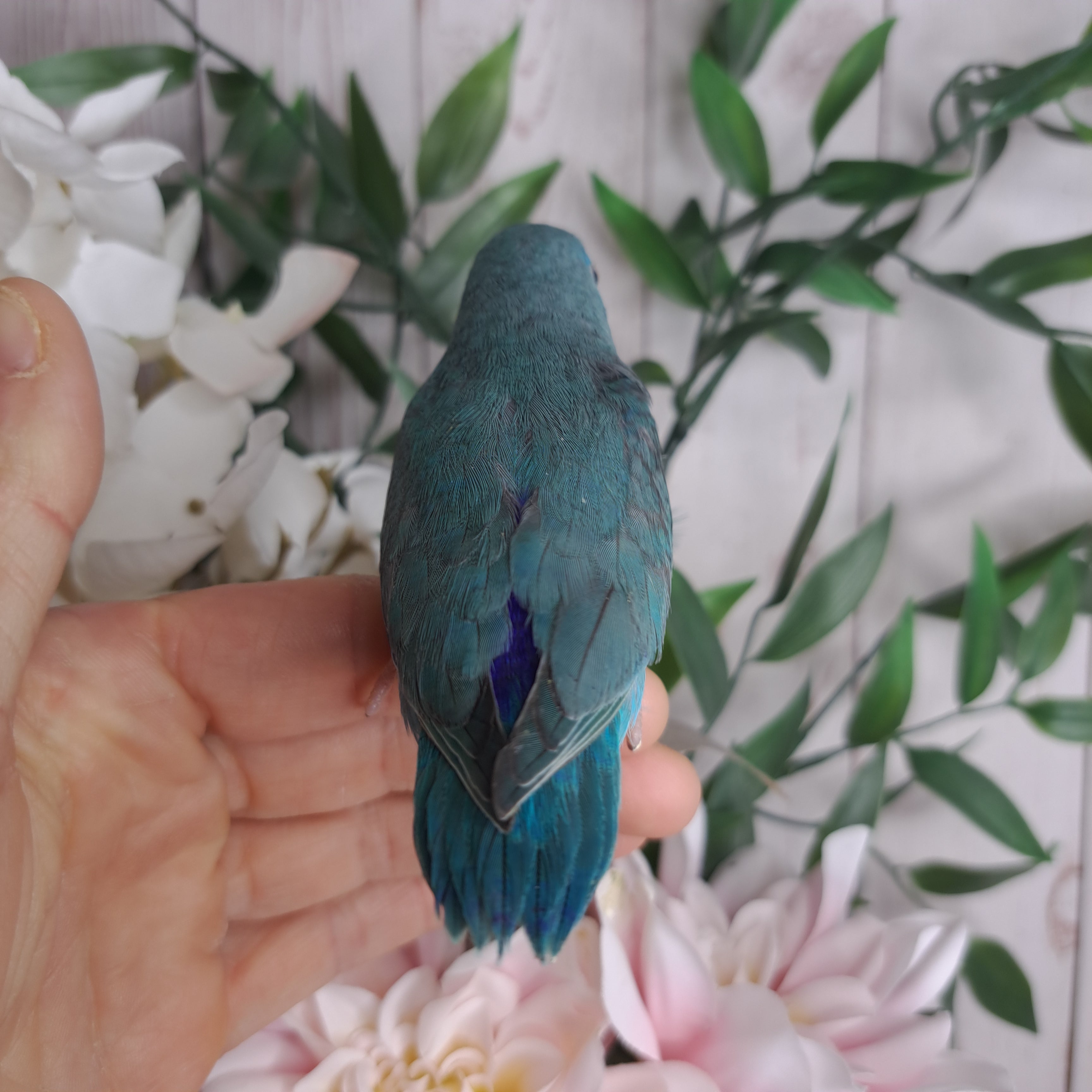 Parrotlet- Ring ID: K1140
