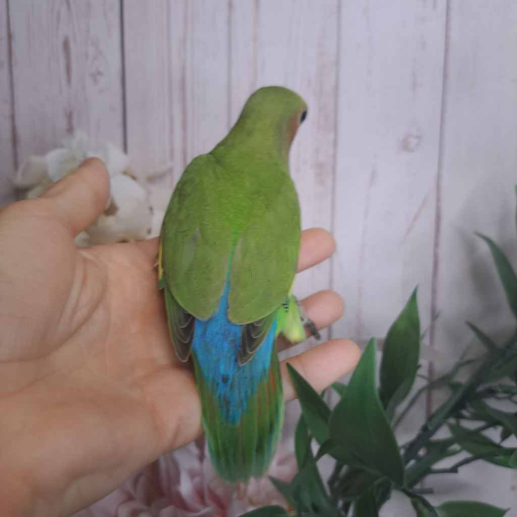 Lovebird- Ring ID: N8267