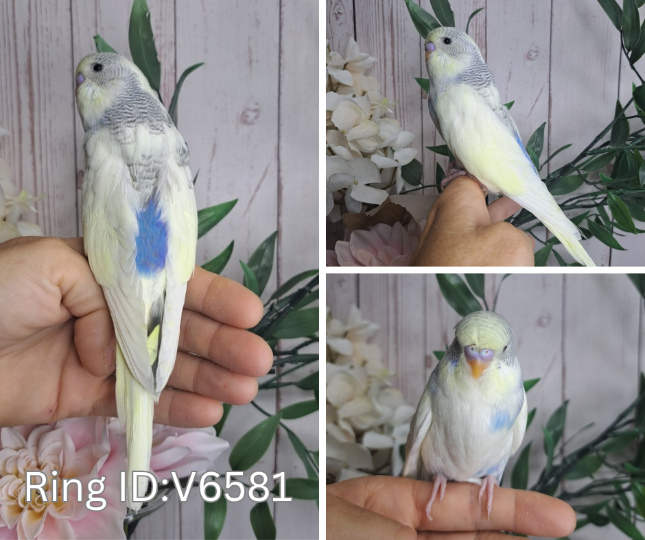 Budgie- Ring ID: V6581