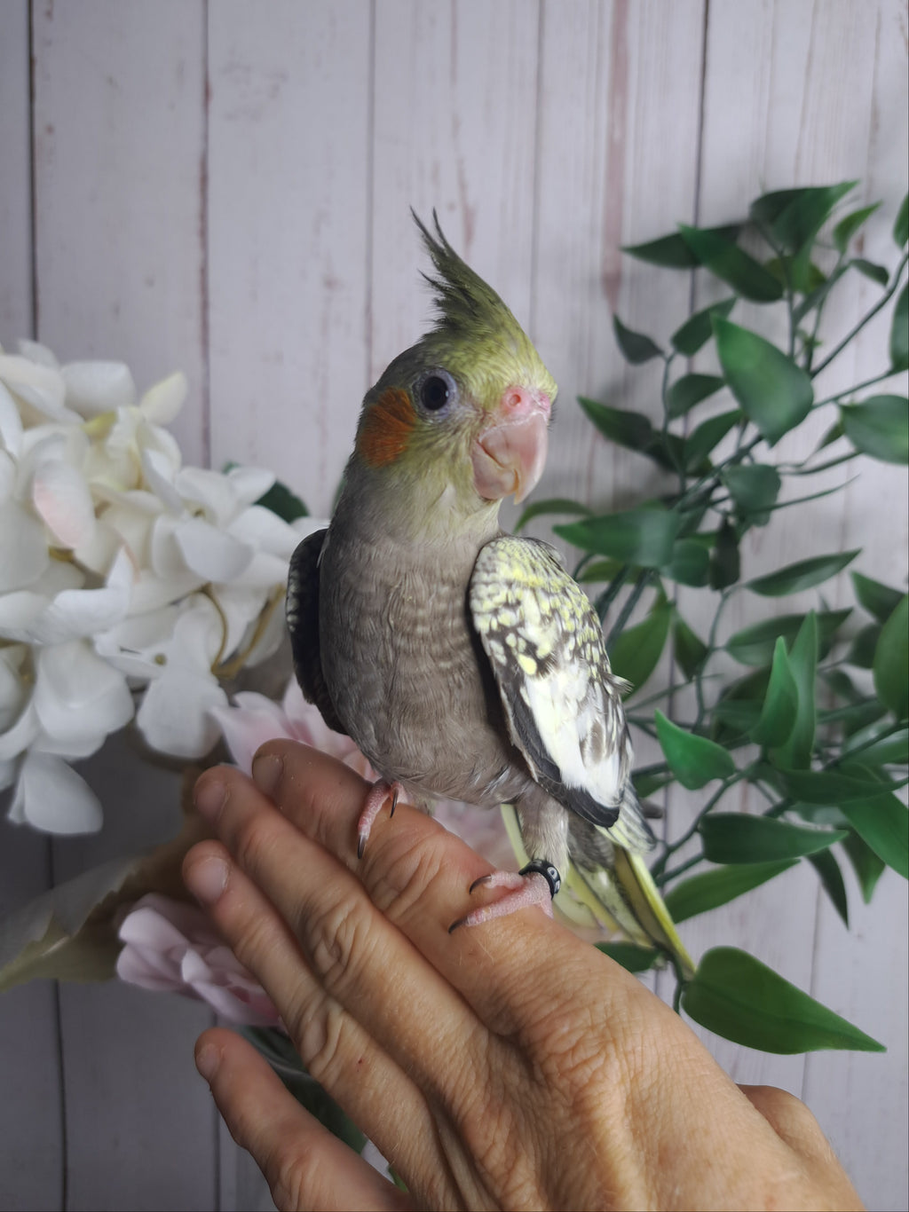 Cockatiel ID: B0550- DEPOSIT TAKEN