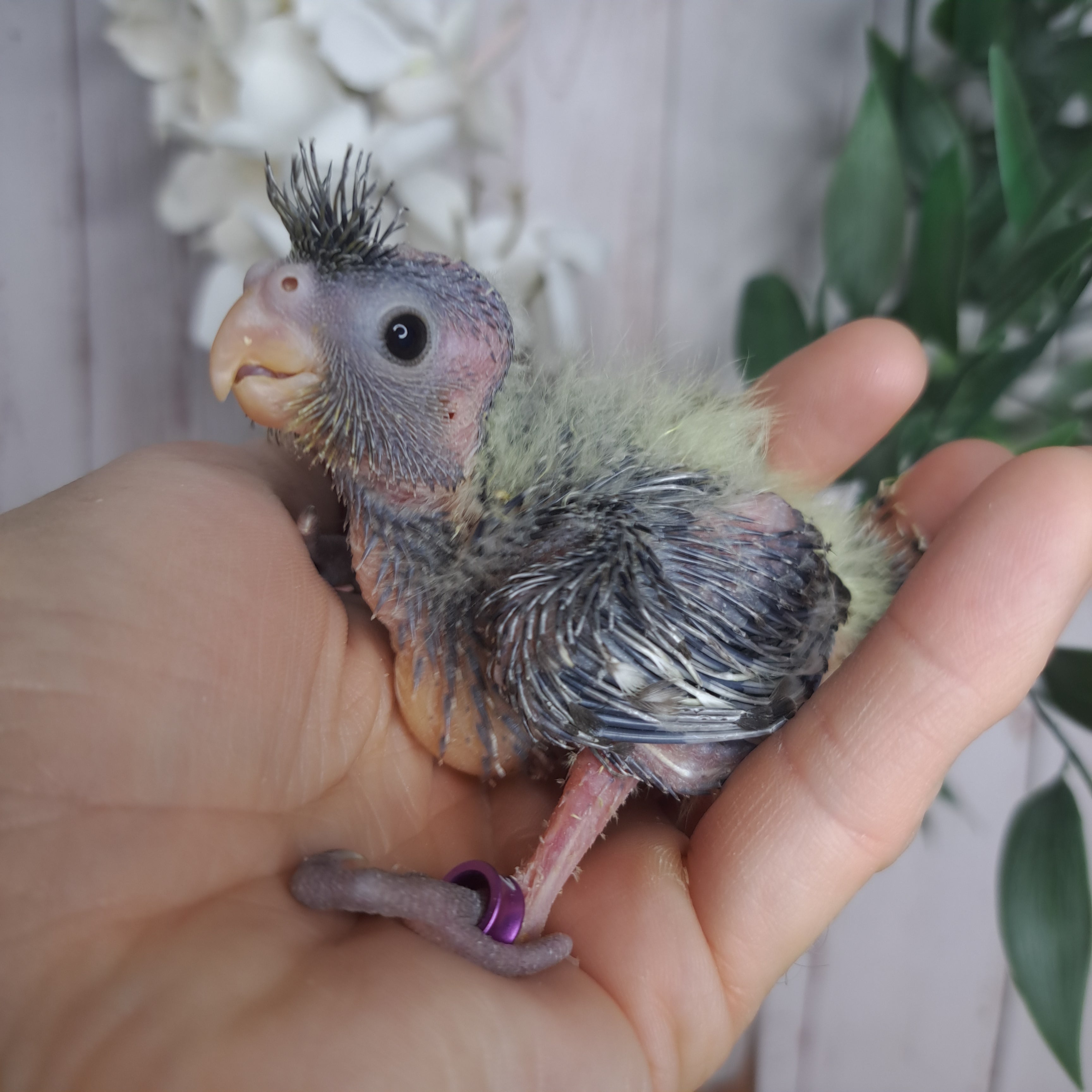 Cockatiel- Ring ID: A1437
