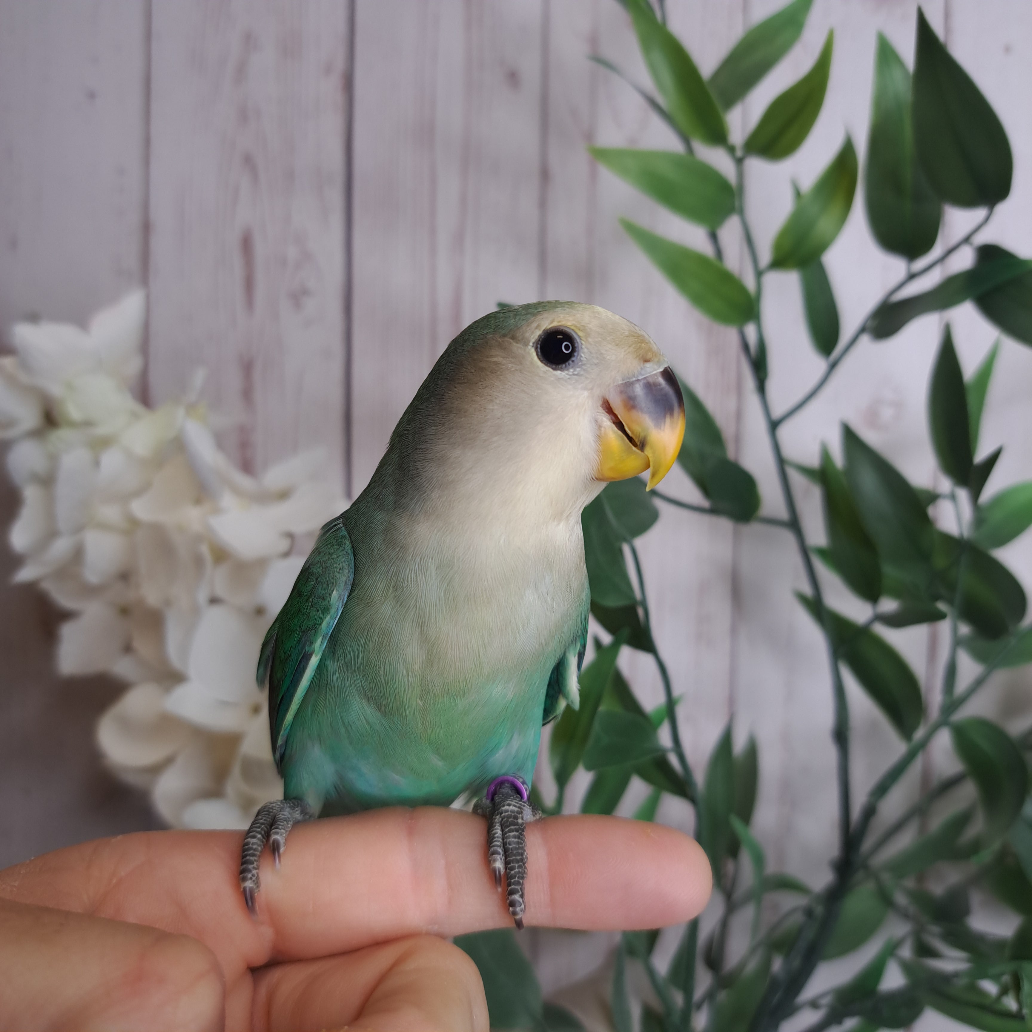 Lovebird- Ring ID: U3210