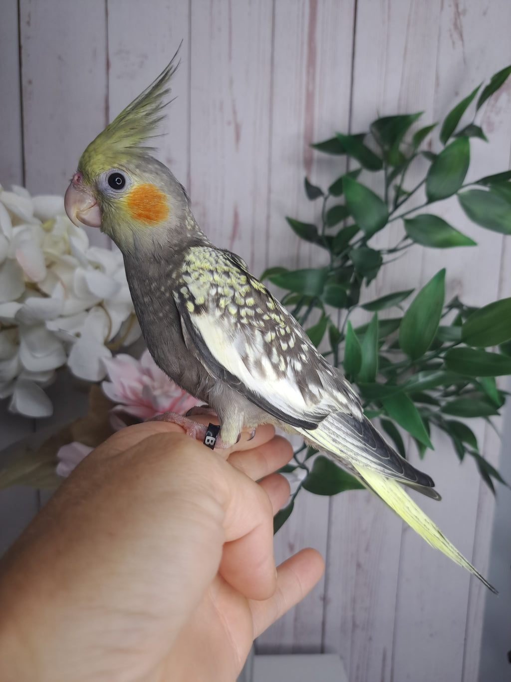 Cockatiel ID: B0550- DEPOSIT TAKEN