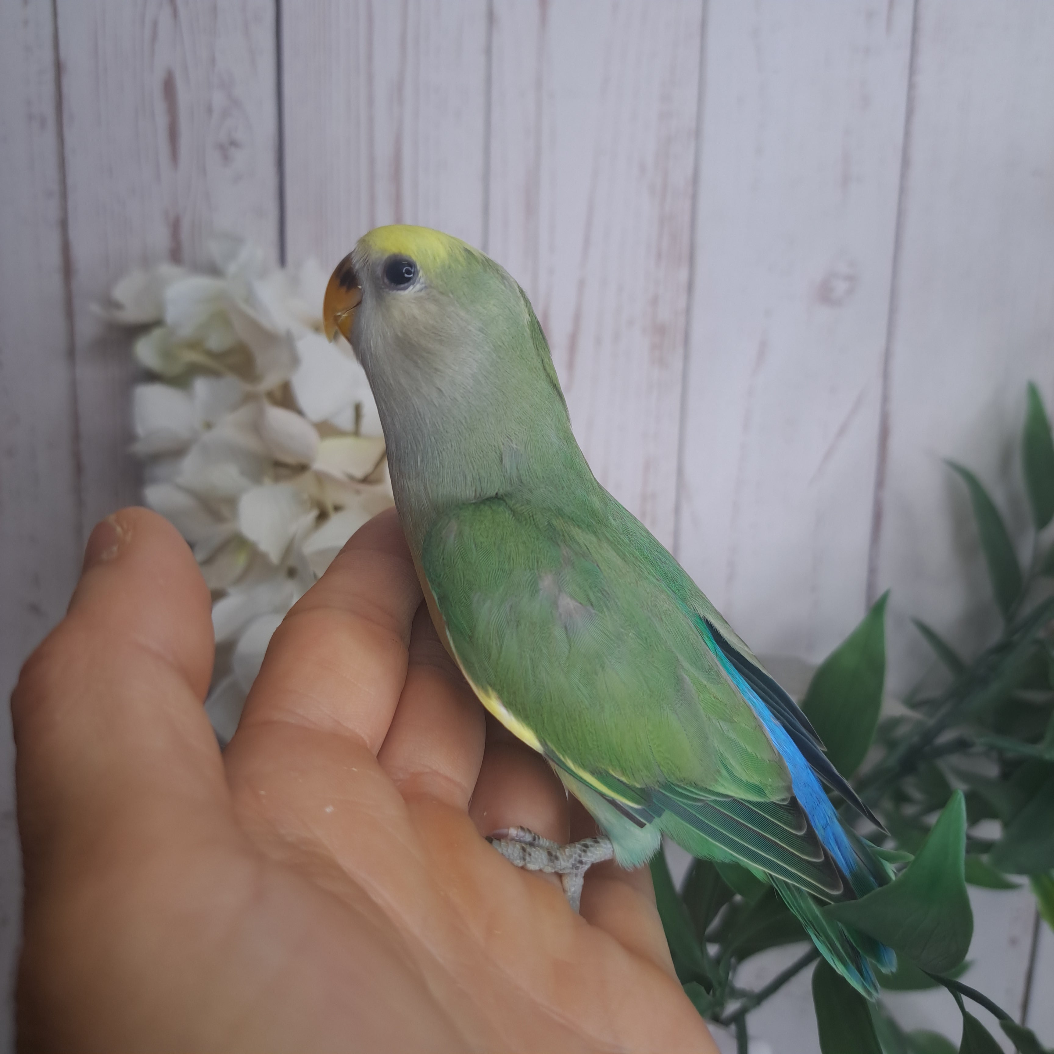 Lovebird- Ring ID: Z1722