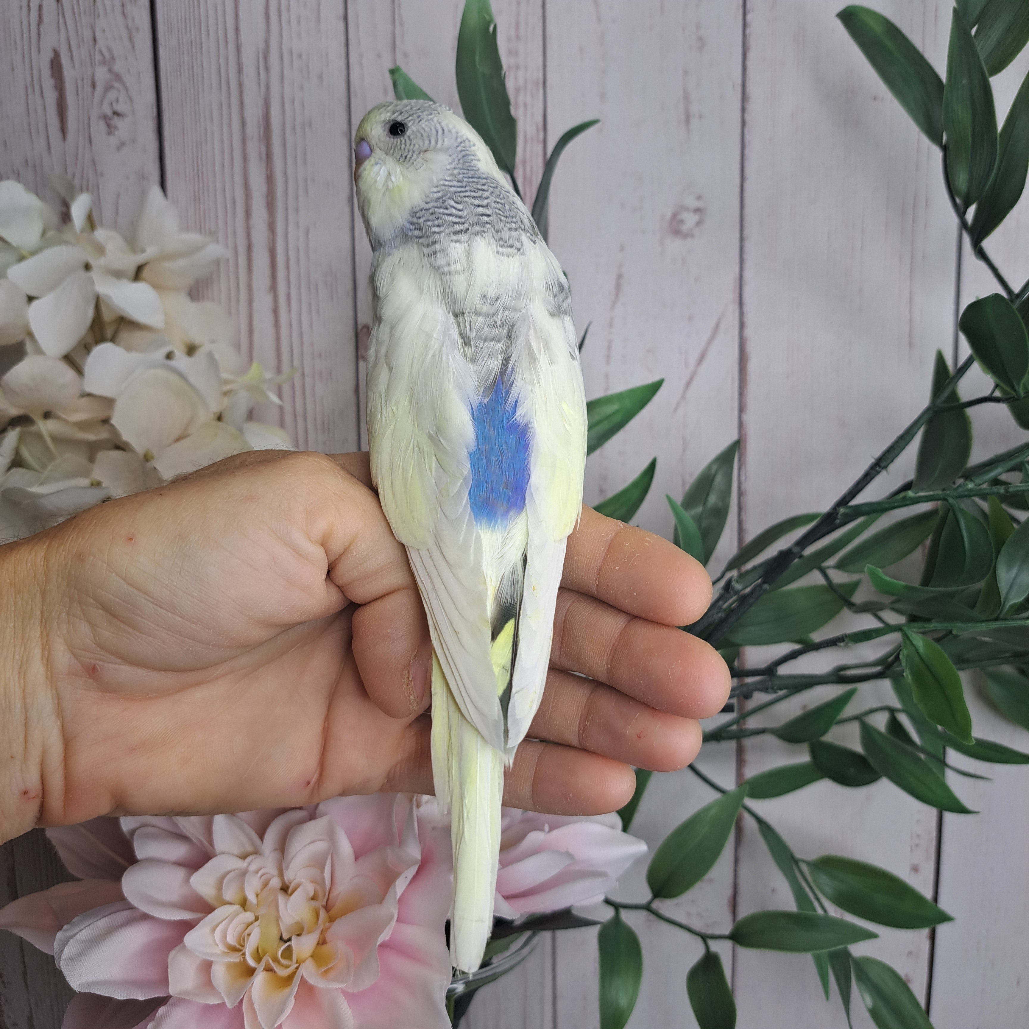 Budgie- Ring ID: V6581