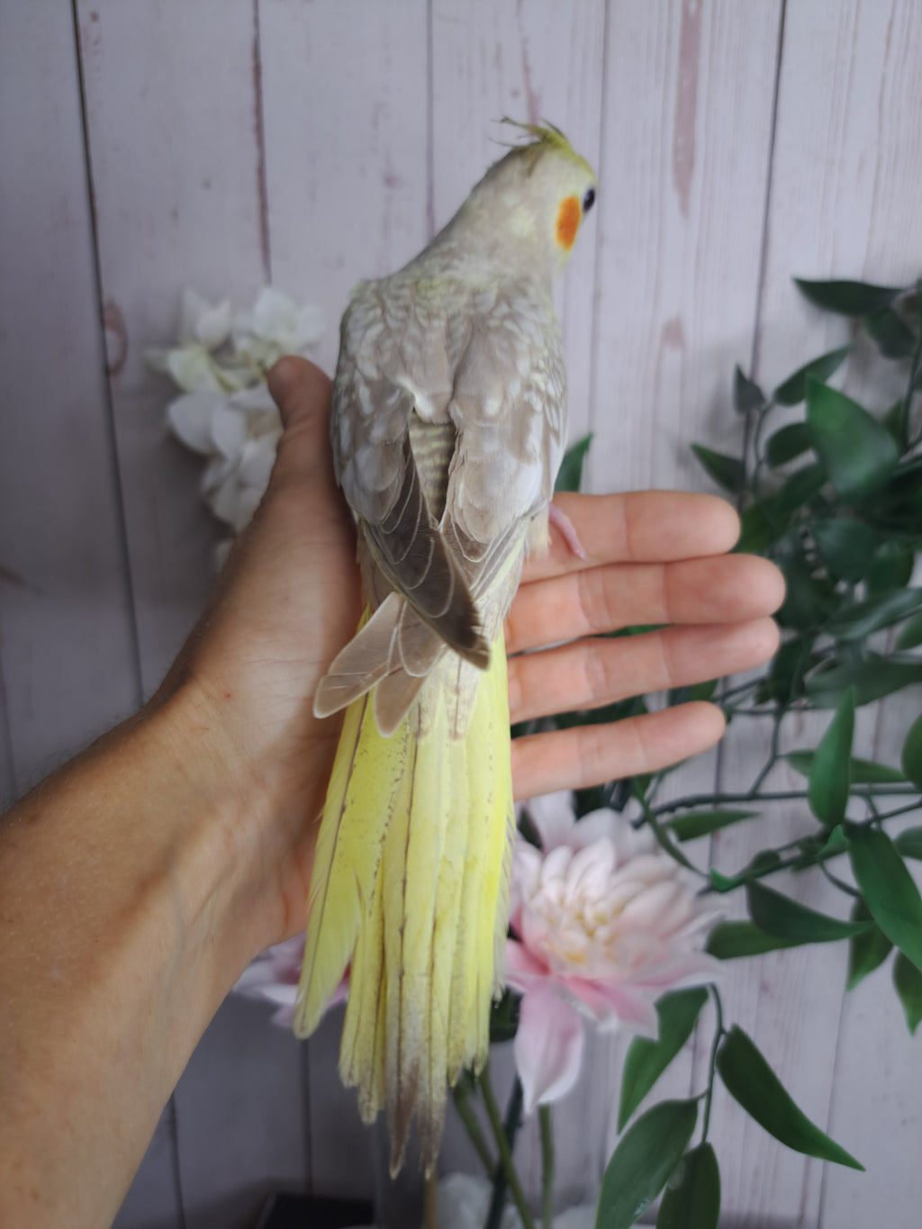 Cockatiel- Ring ID: D7369- DEPOSIT TAKEN