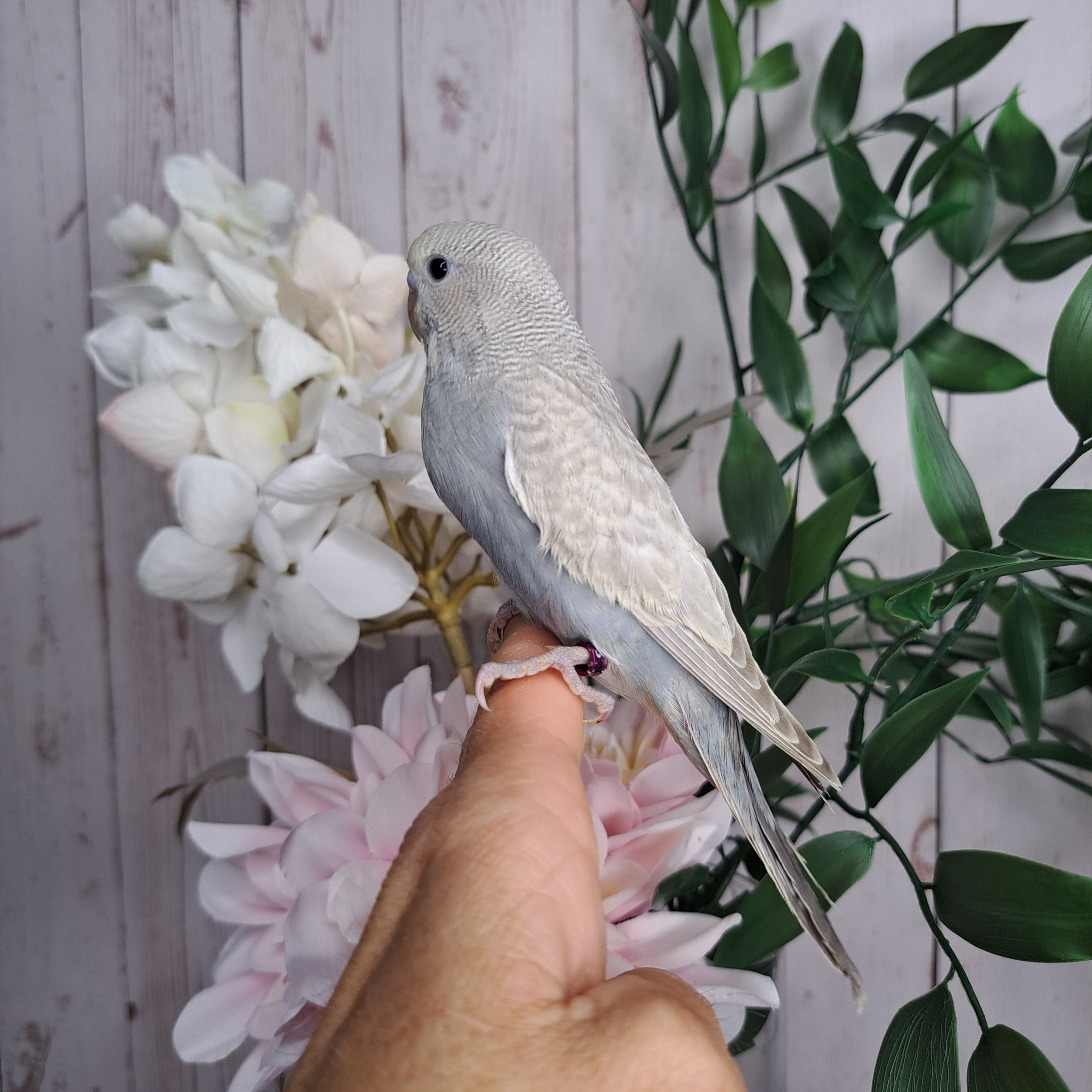 Budgie- Ring ID: F6345