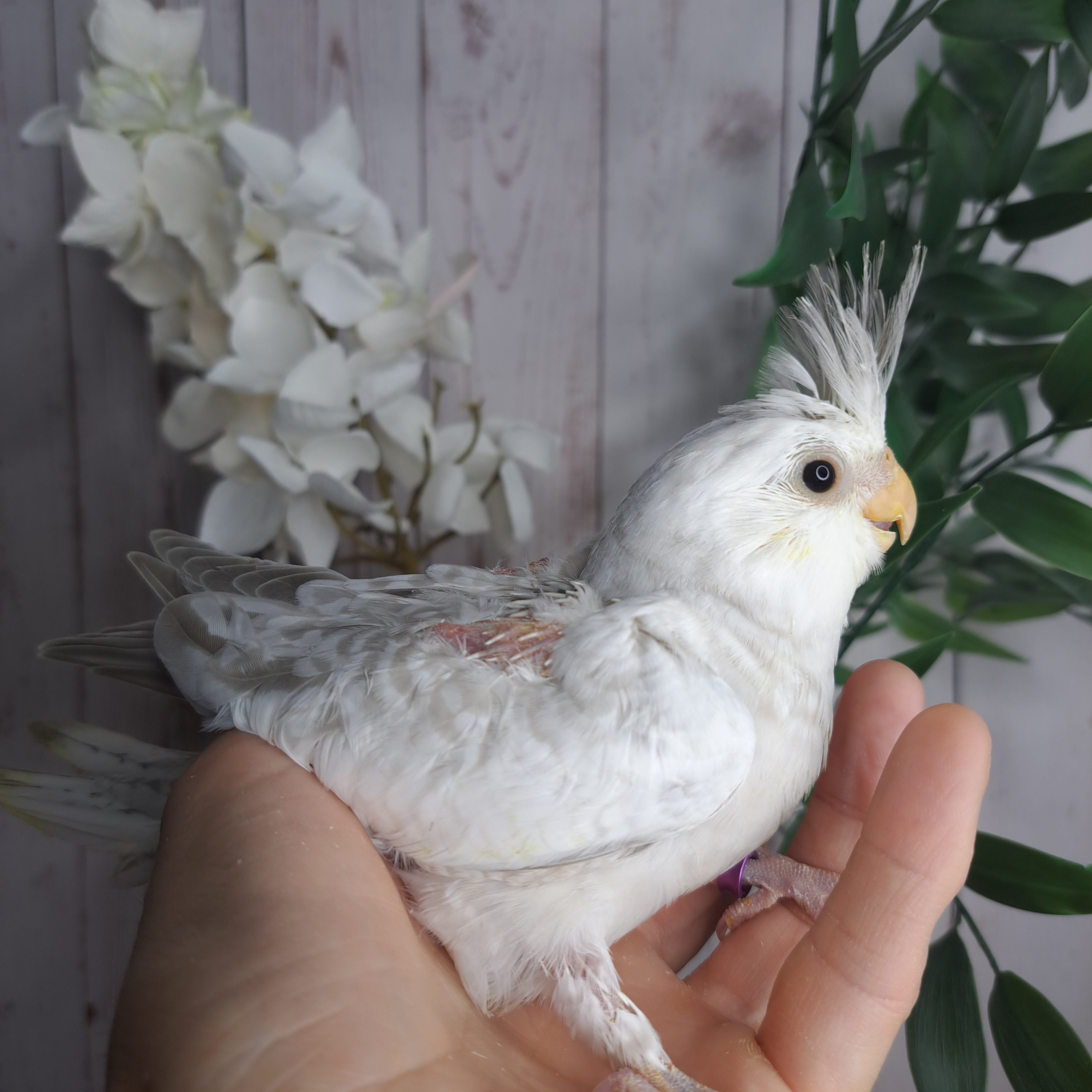 Cockatiel- Ring ID: A1679