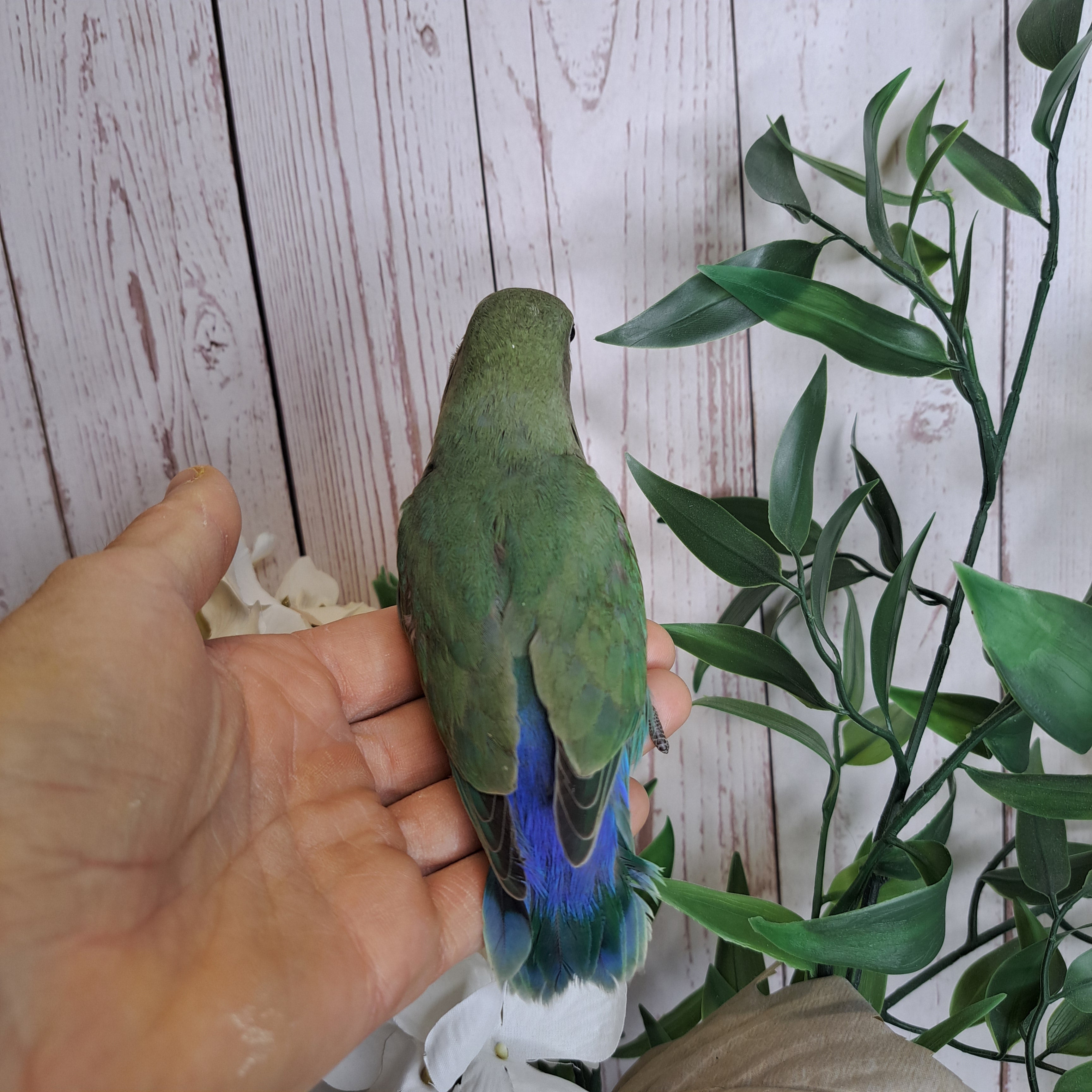Lovebird- Ring ID: R6151