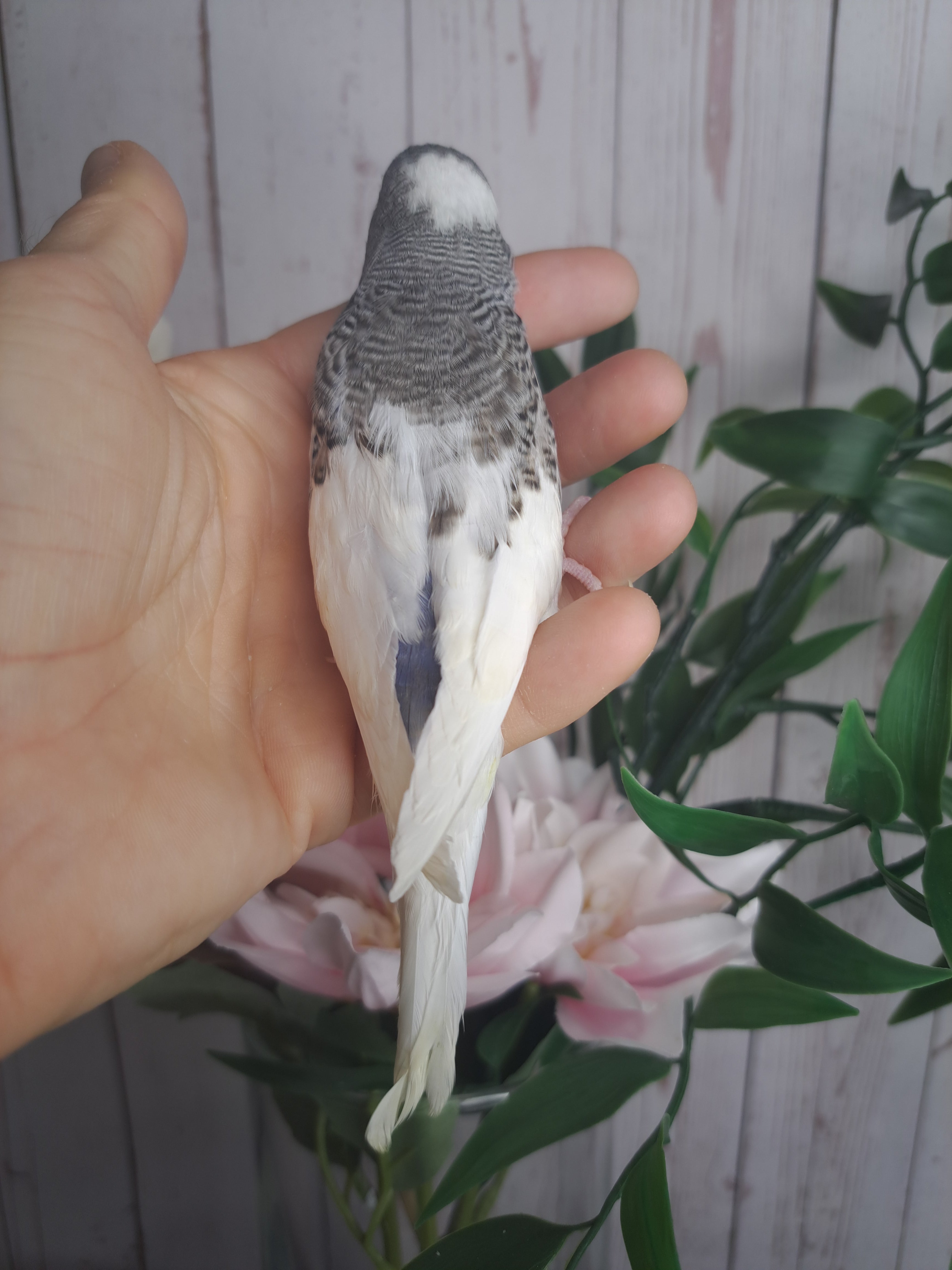 Budgie- Ring ID: Y9301