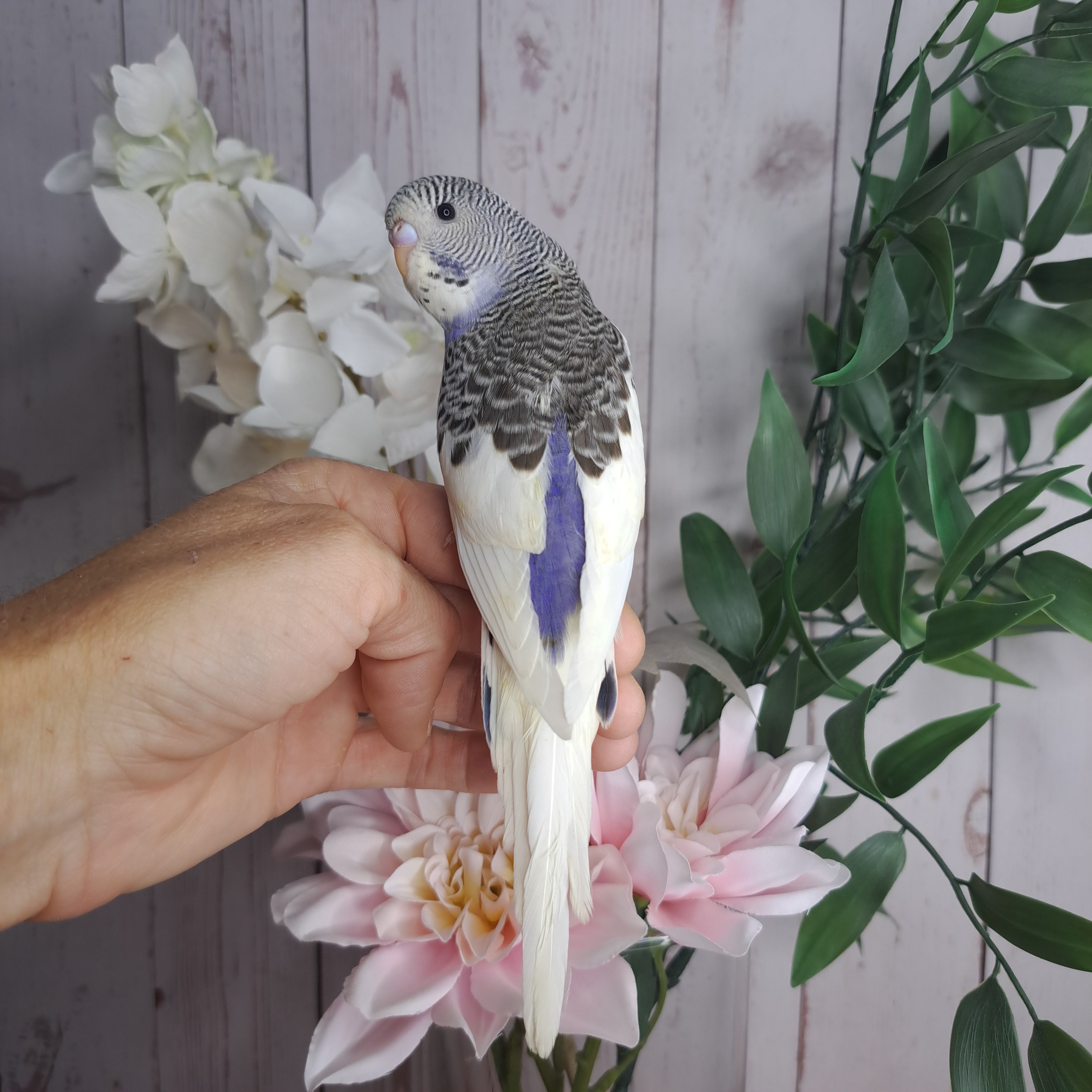 Budgie- Ring ID: P0308