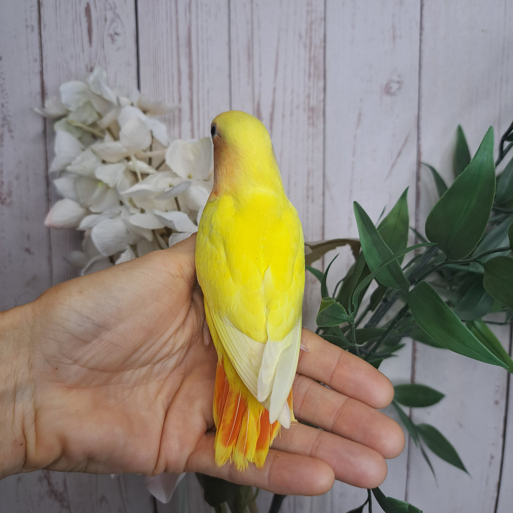 Lovebird- Ring ID: U6545- DEPOSIT TAKEN