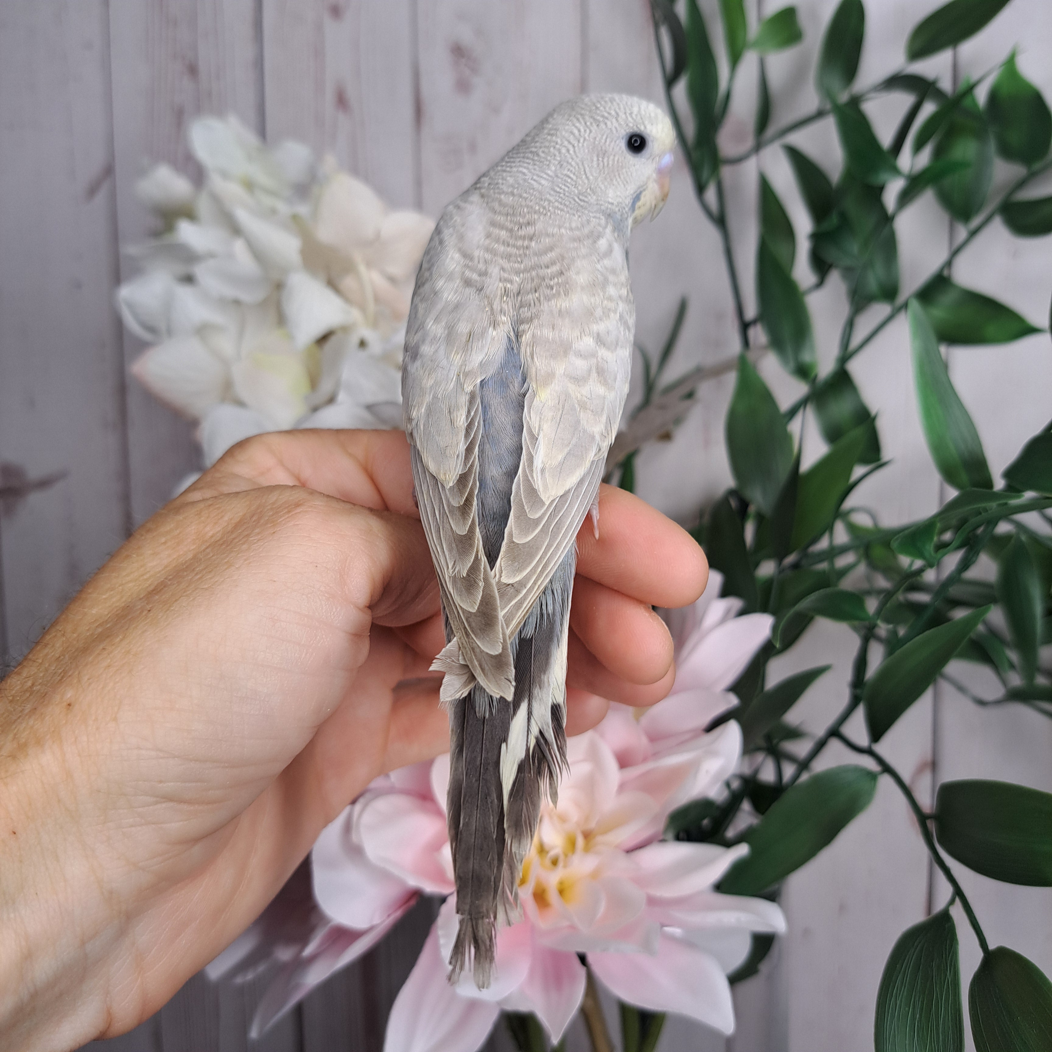 Budgie- Ring ID: F6345