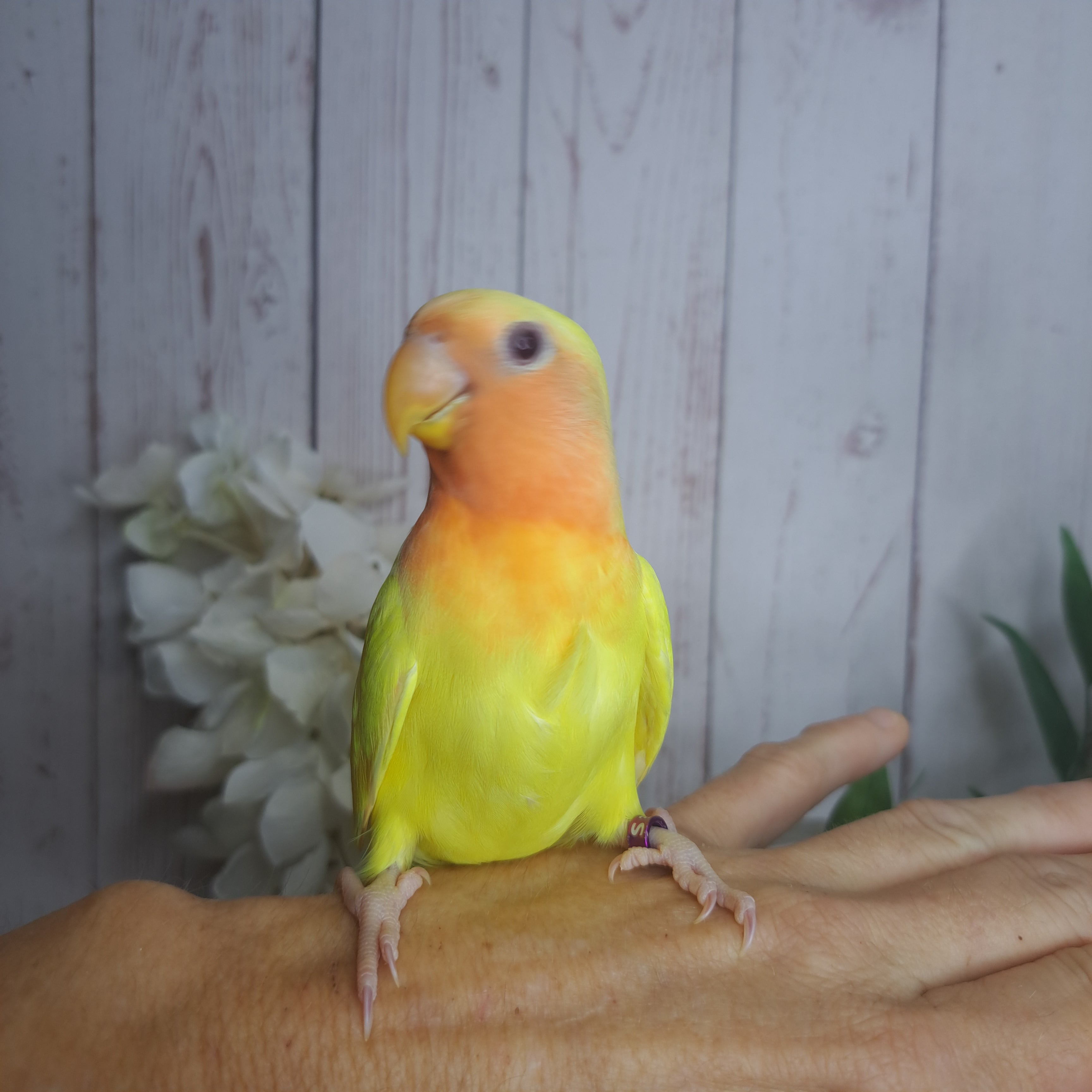 Lovebird- Ring ID: S3481