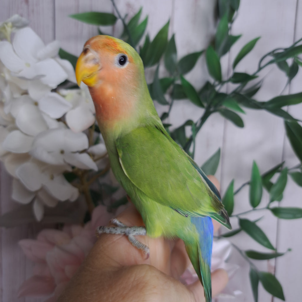 Lovebird- Ring ID: Z1442