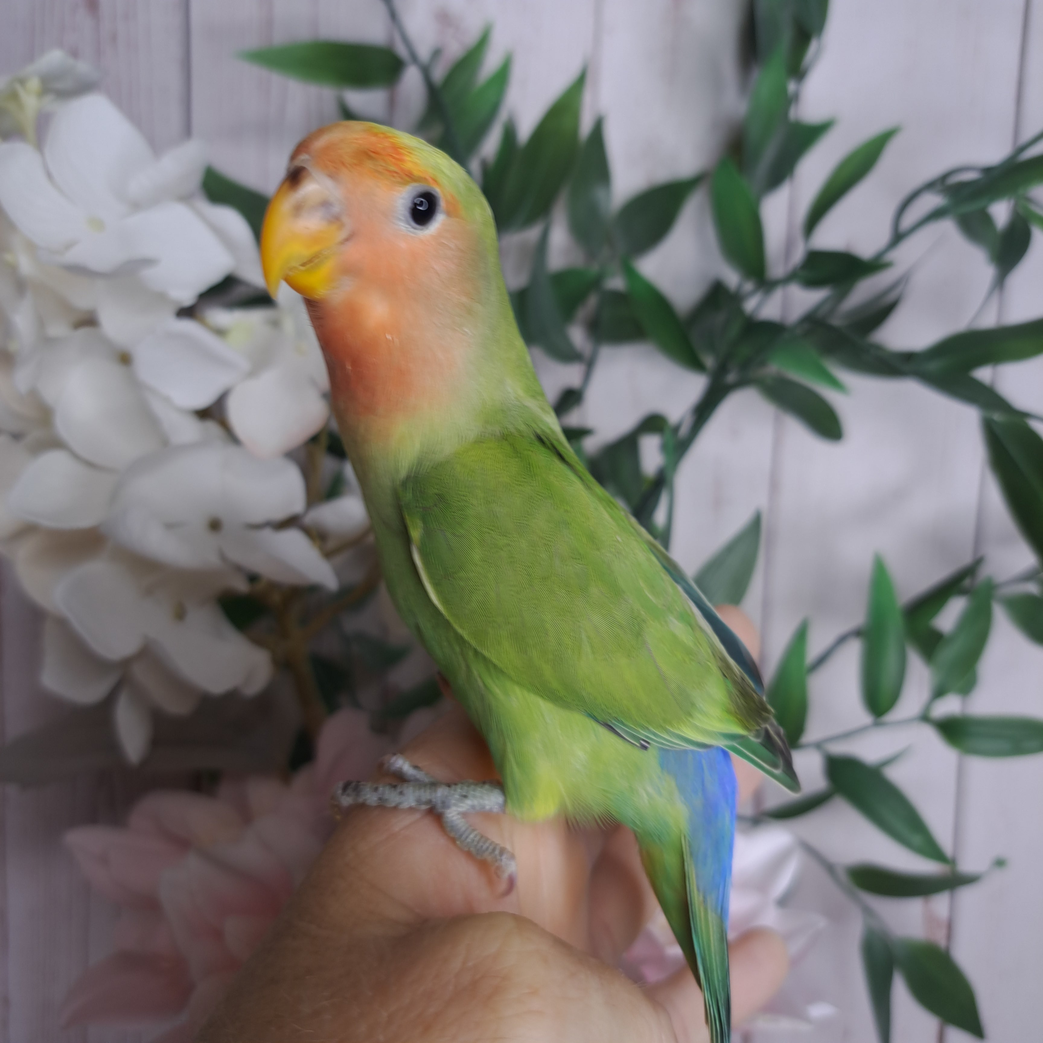 Lovebird- Ring ID: Z1442