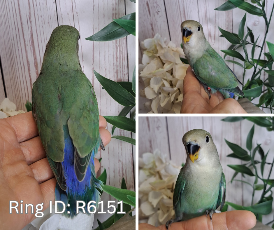 Lovebird- Ring ID: R6151