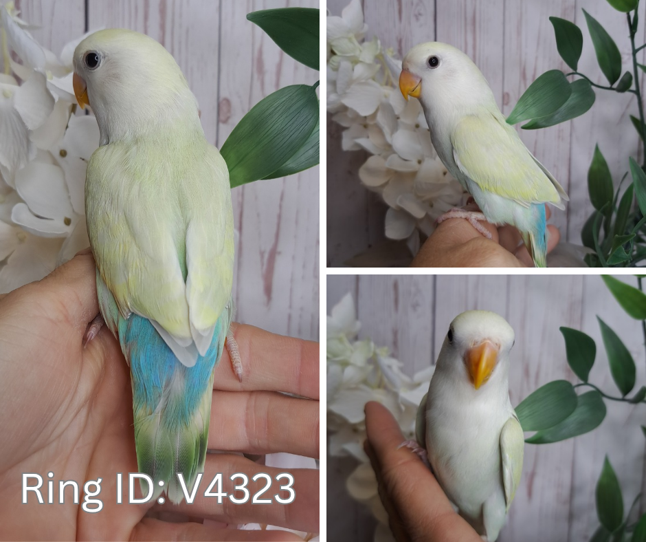 Lovebird- Ring ID: V4323