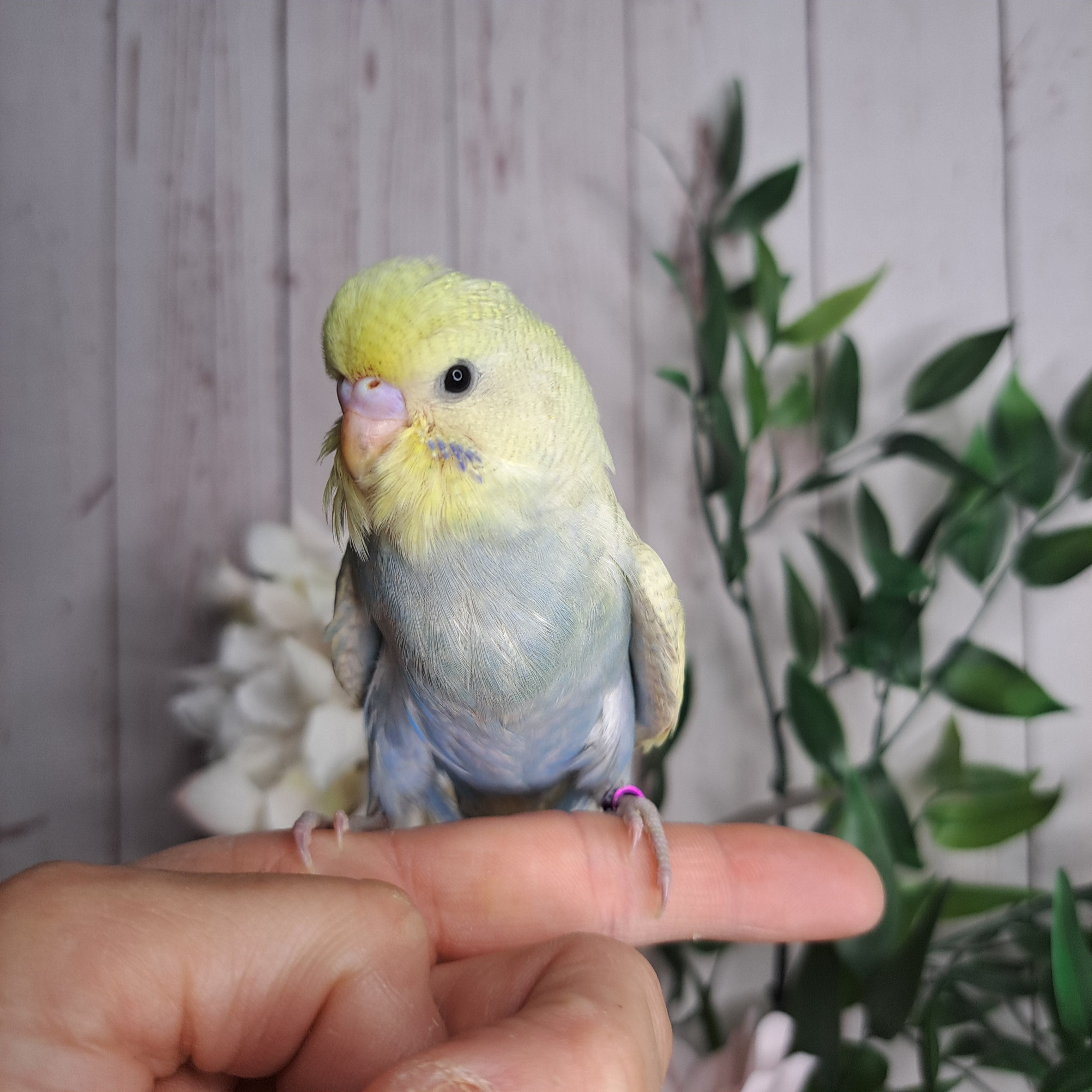 Budgie- Ring ID: D0530