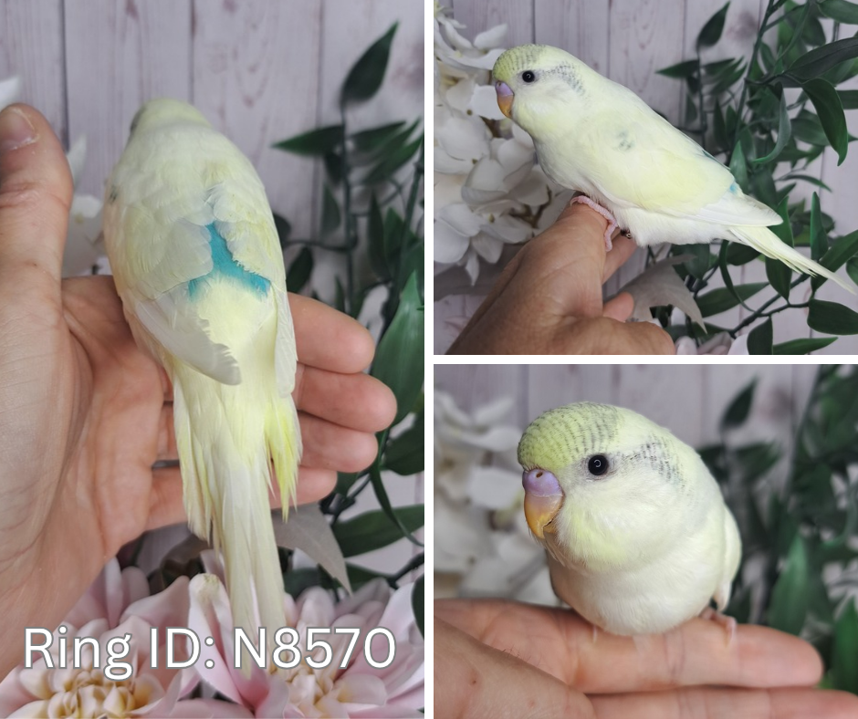 Budgie- Ring ID: N8570- DEPOSIT TAKEN