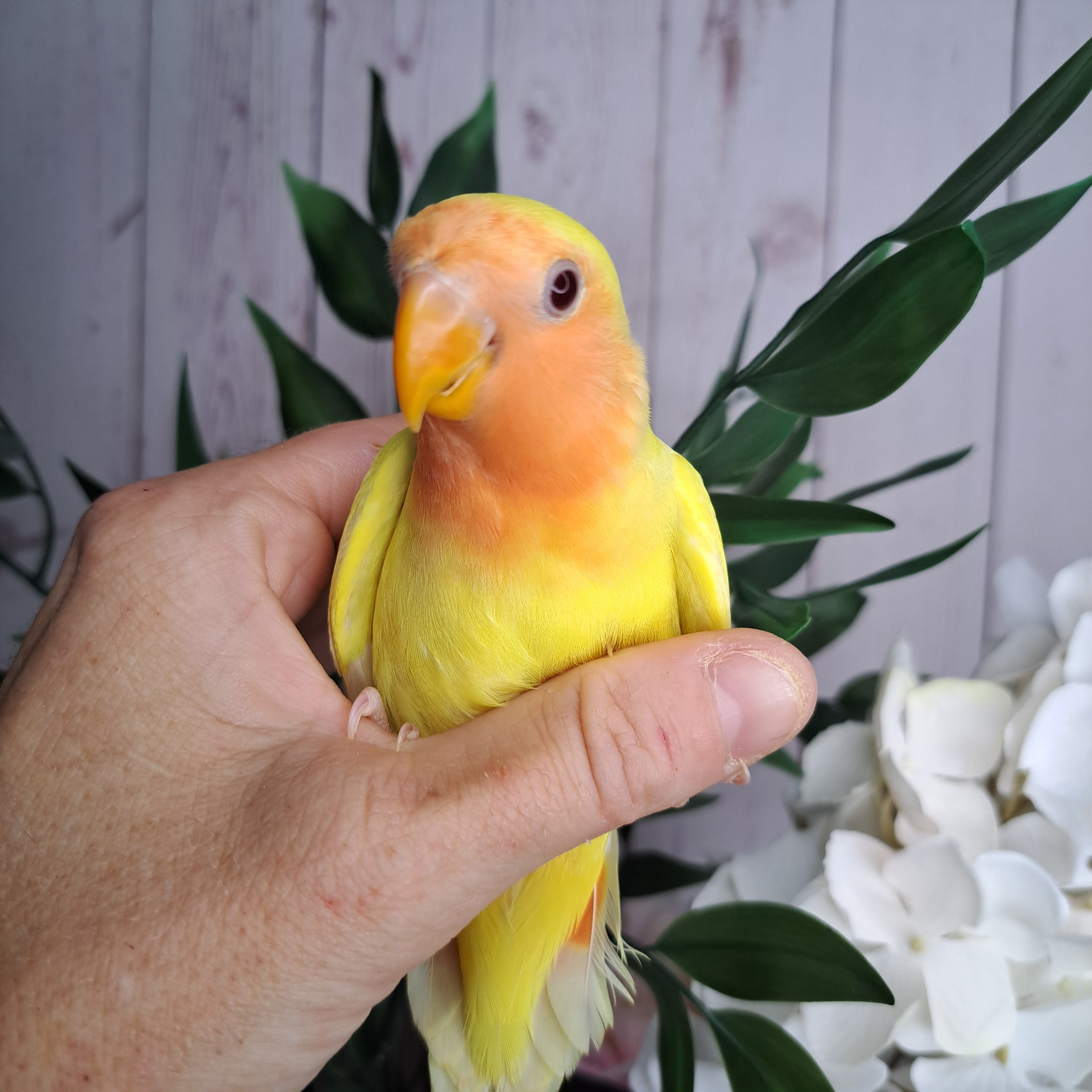 Lovebird- Ring ID: V5640