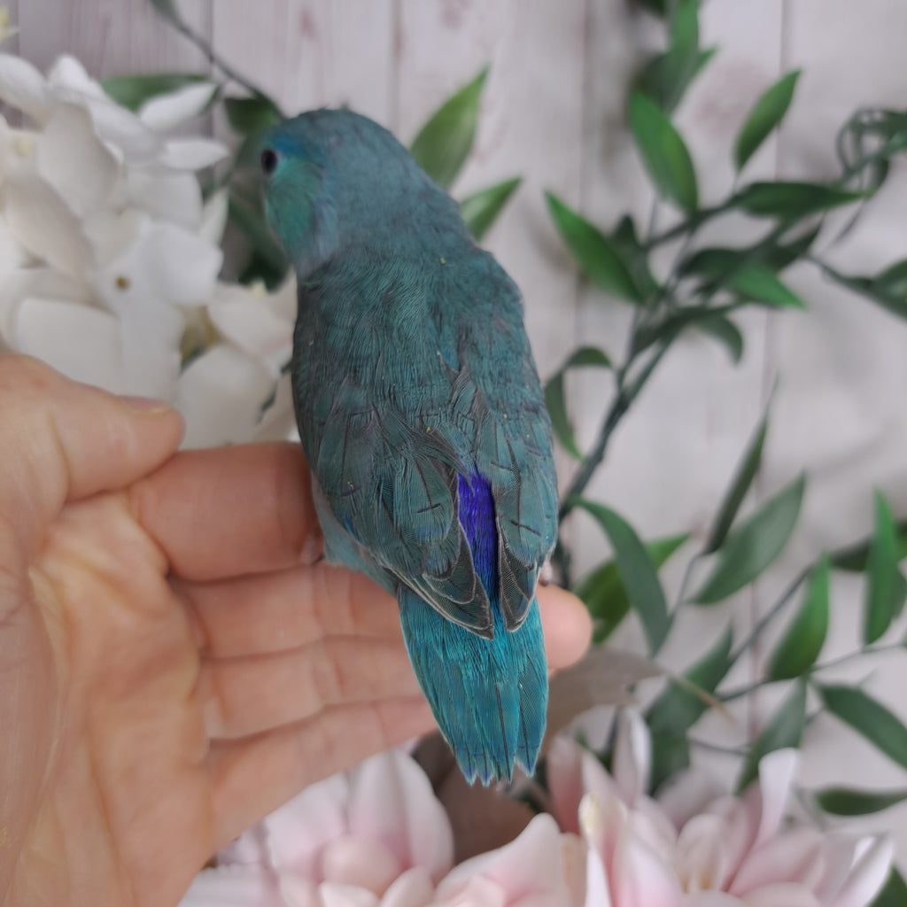 Parrotlet- Ring ID: Z7085 - DEPOSIT TAKEN