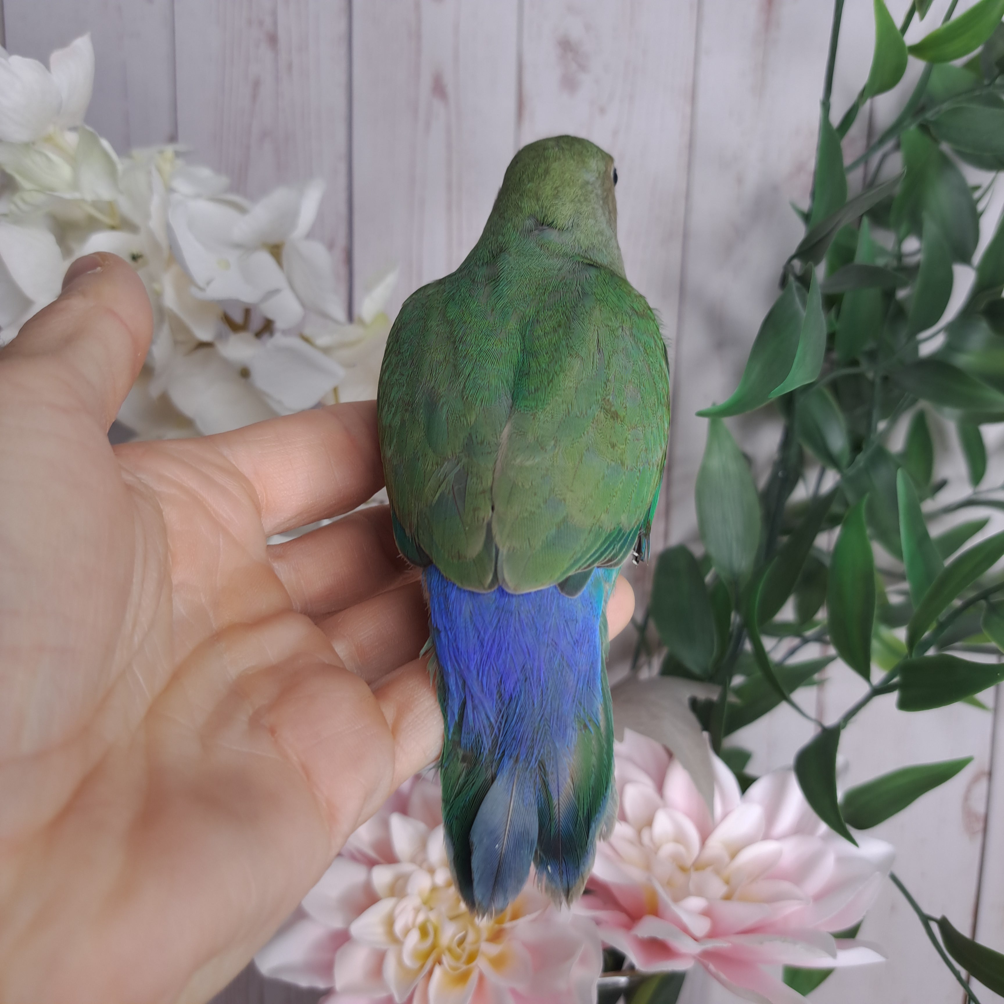 Lovebird- Ring ID: R6151