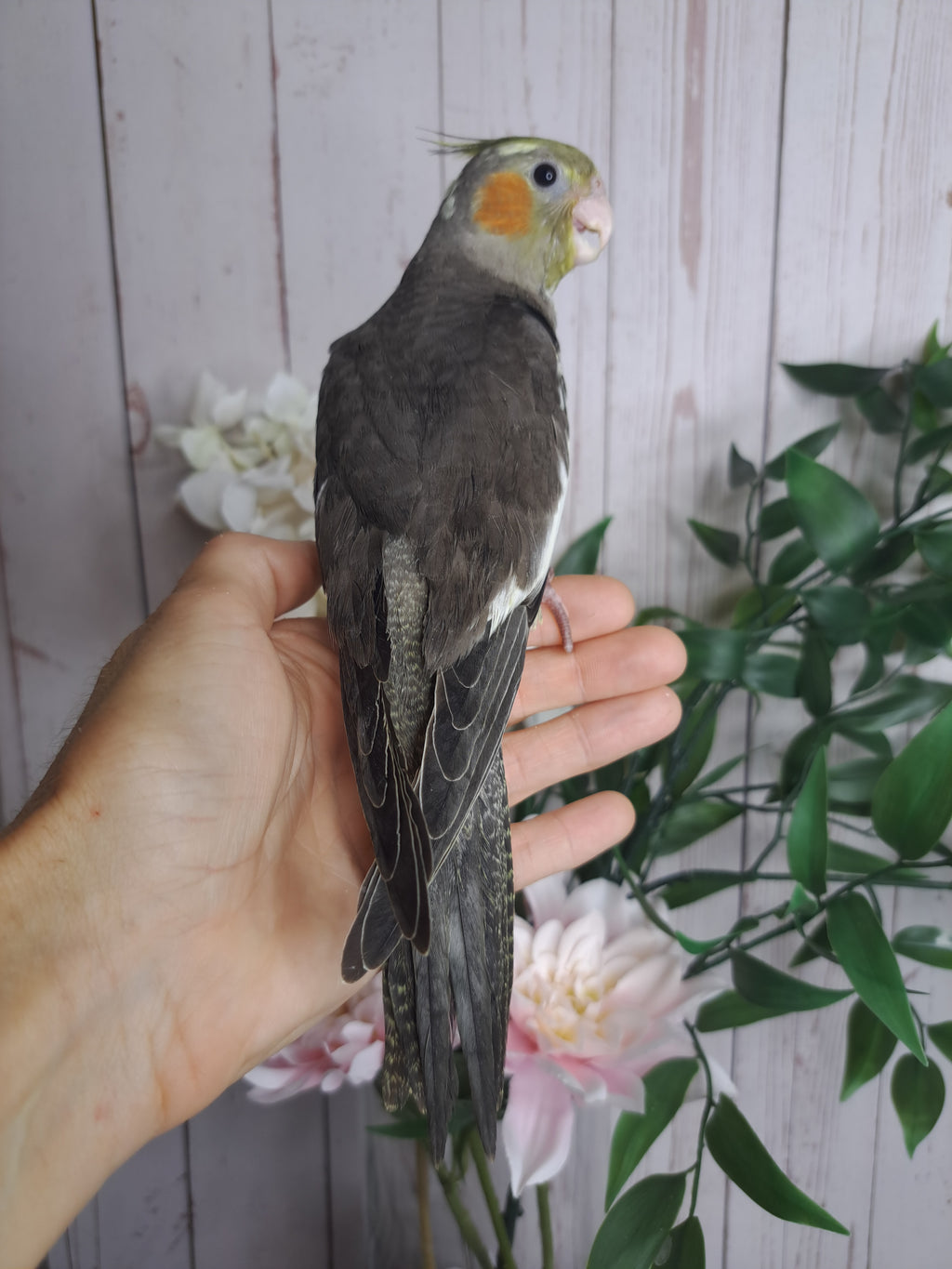 Cockatiel- Ring ID: 3785U- DEPOSIT TAKEN