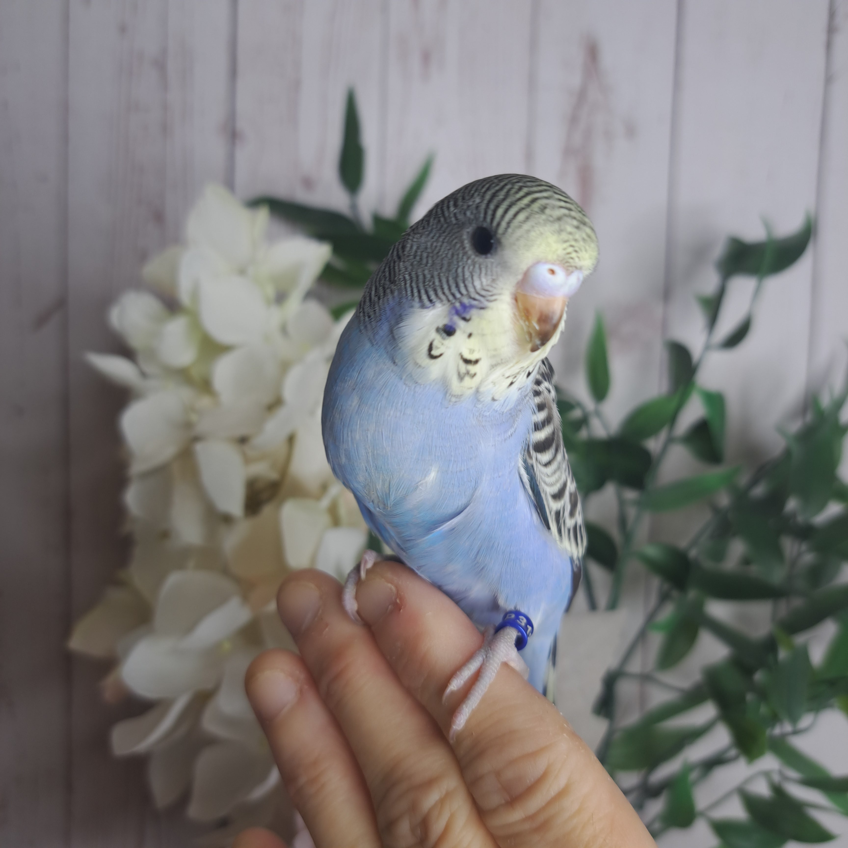 Budgie- Ring ID:  P3129