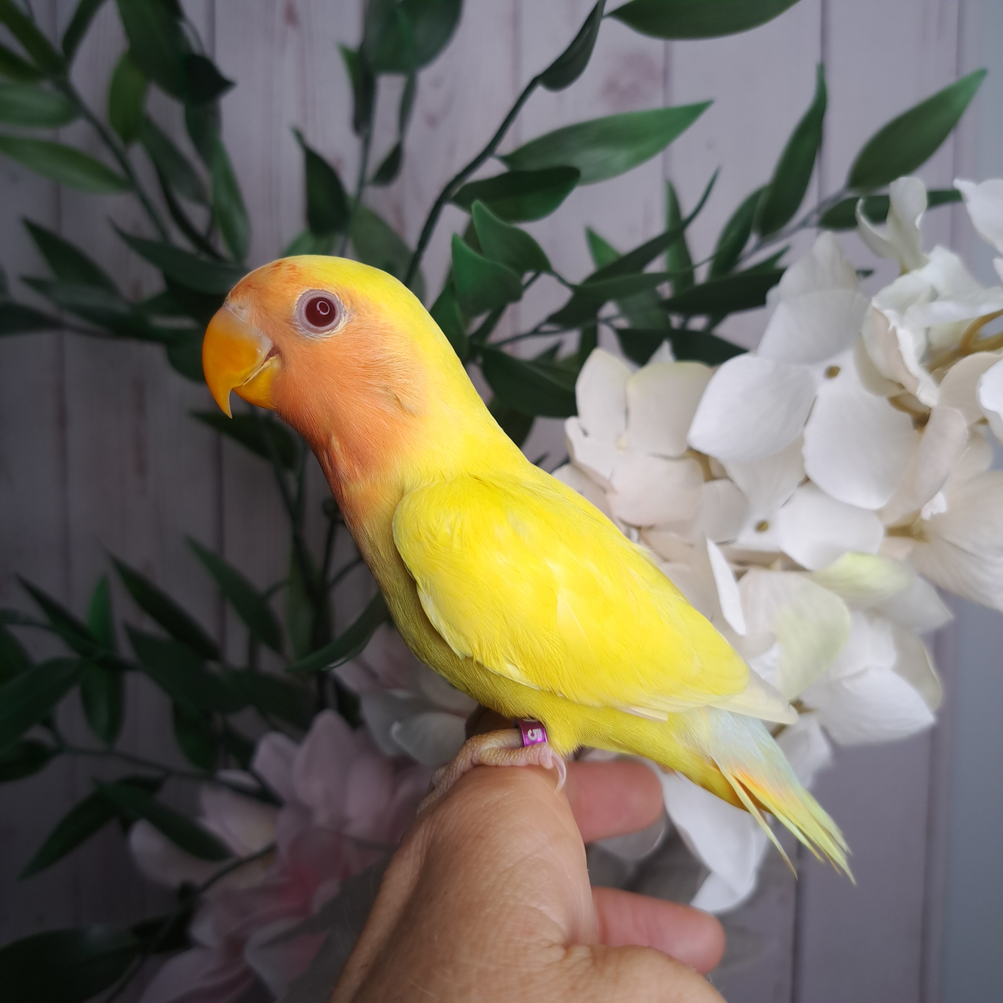 Lovebird- Ring ID: V5640
