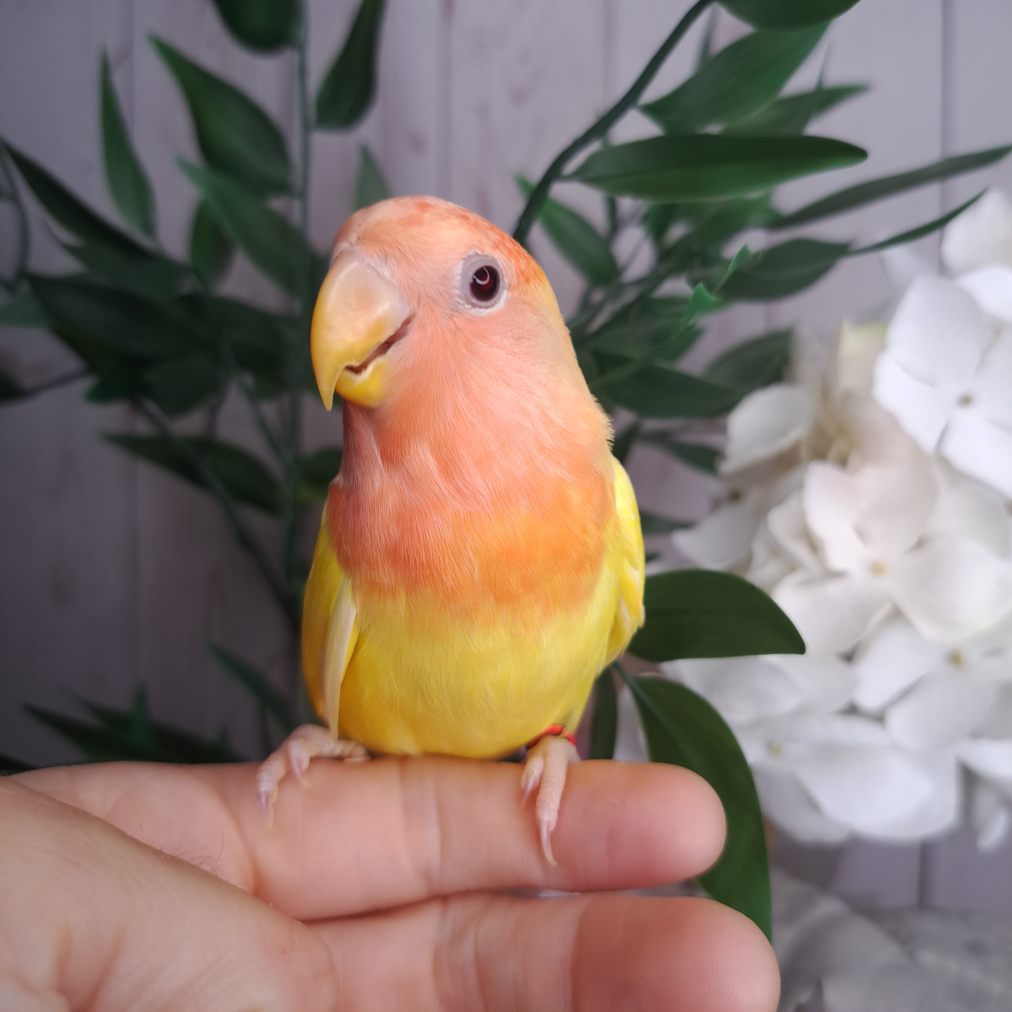 Lovebird- Ring ID: V9124- deposit made