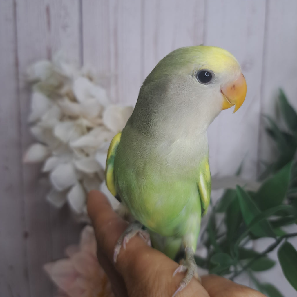 Lovebird- Ring ID: V1630