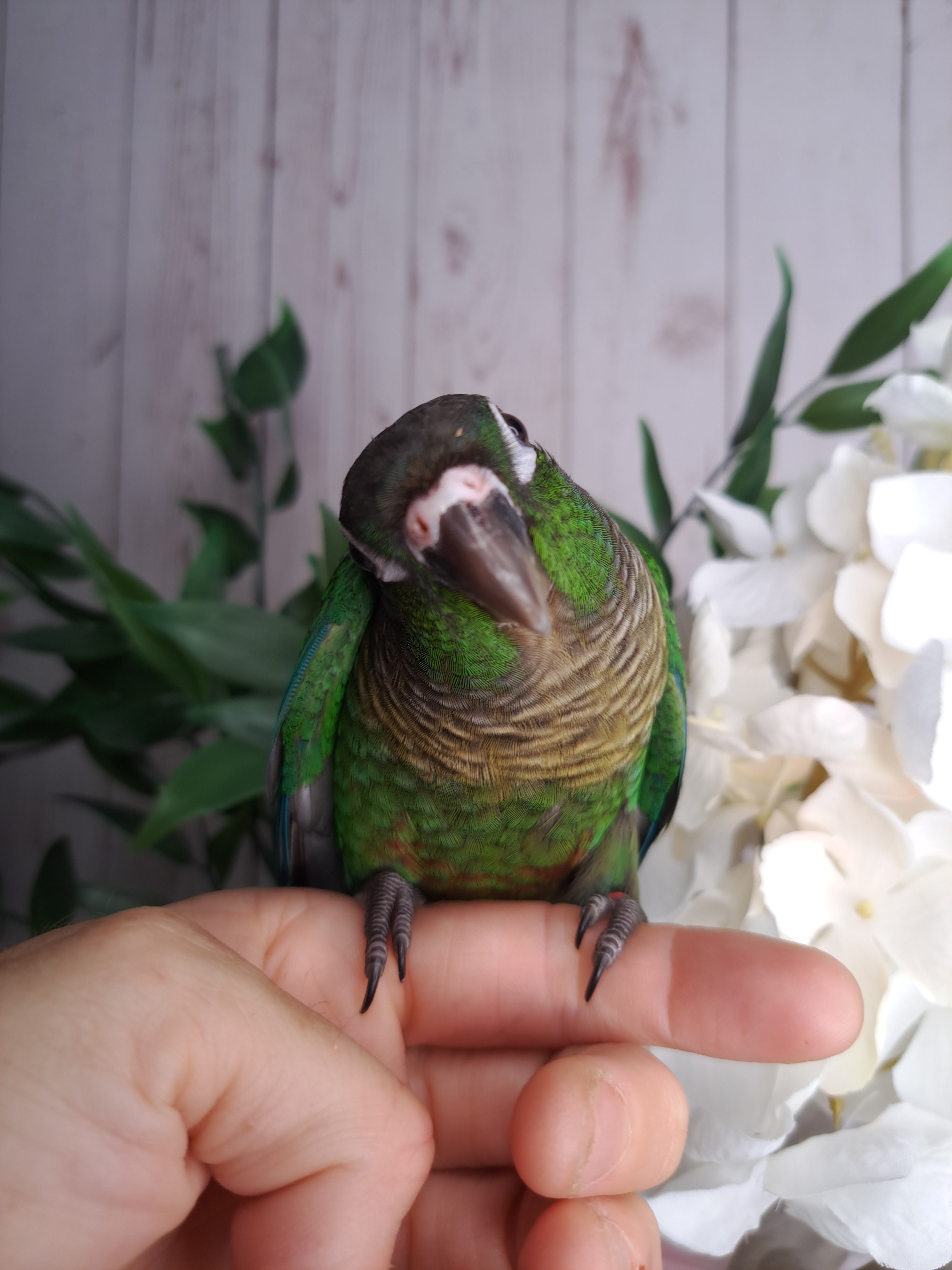 Green Cheek Conure- Ring ID: 297