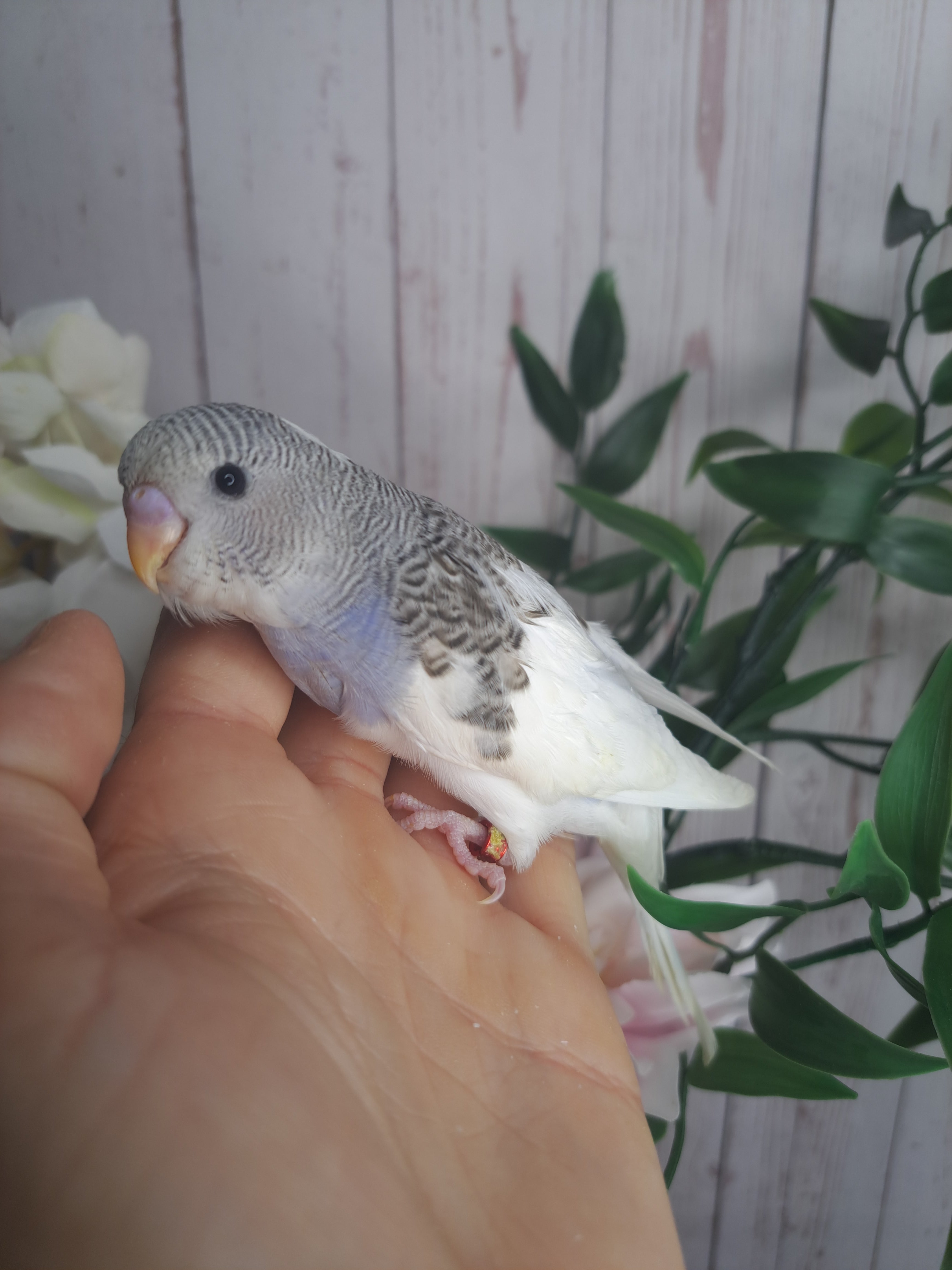 Budgie- Ring ID: Y9301