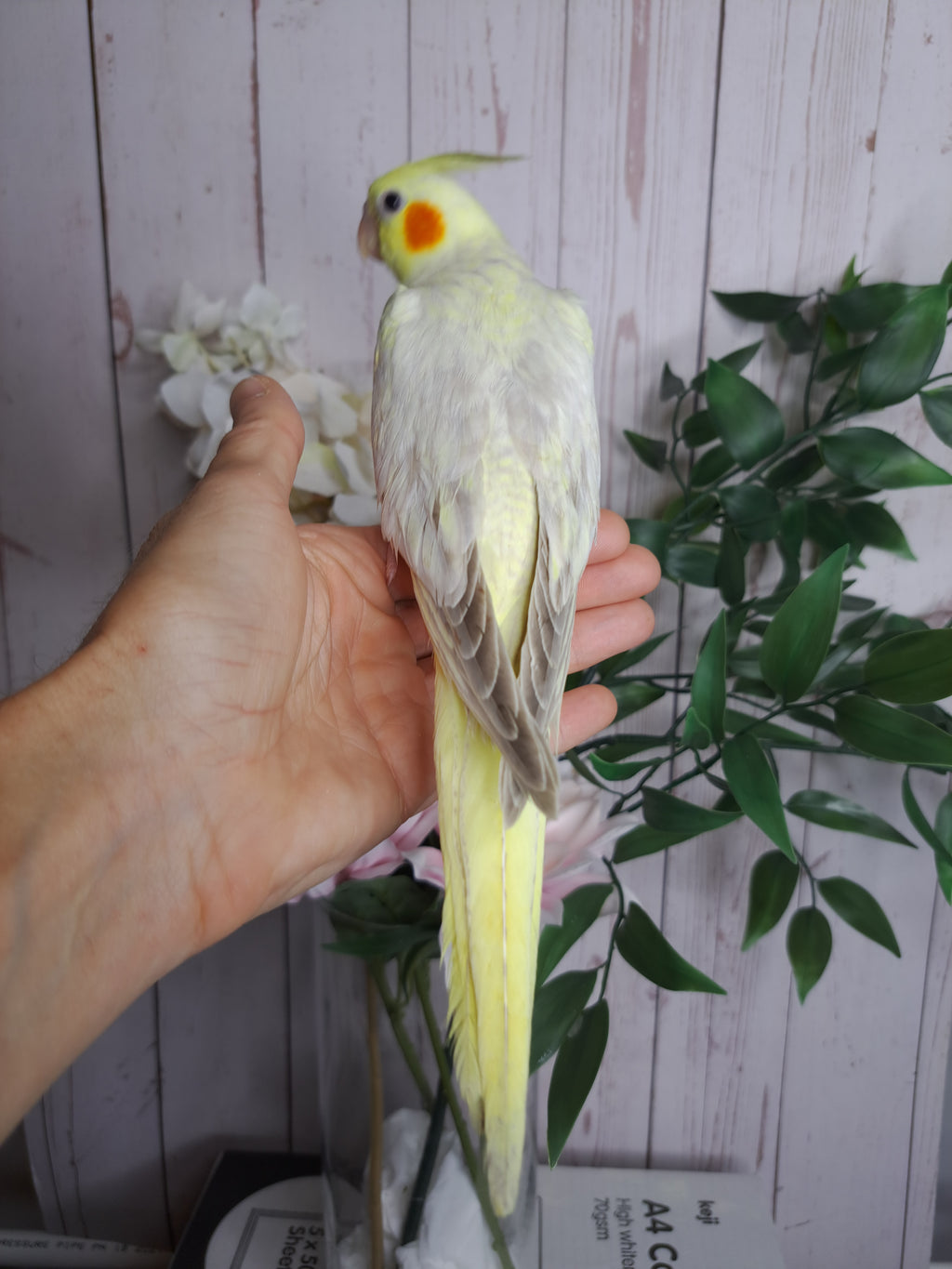 Cockatiel- Ring ID: D3399- DEPOSIT TAKEN