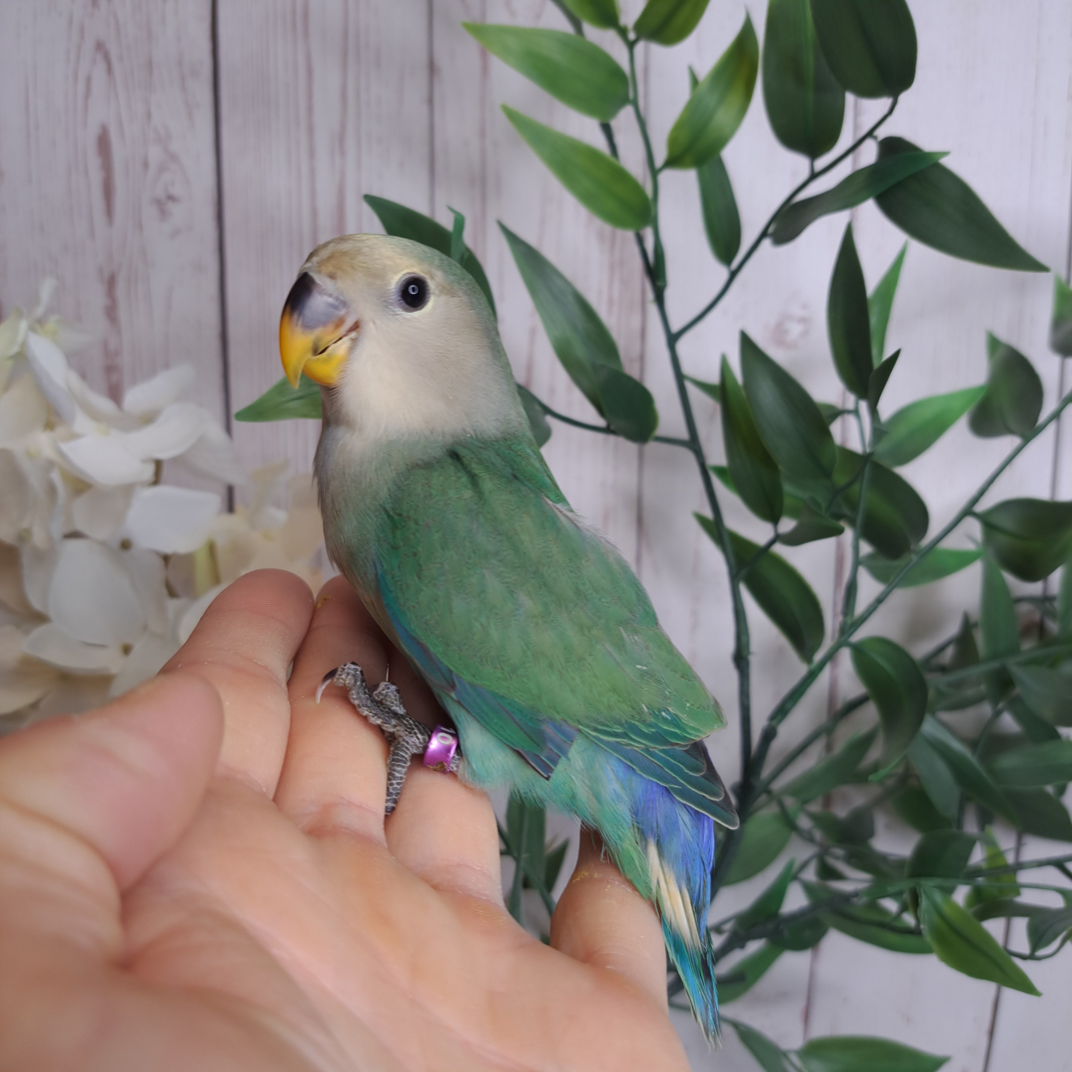 Lovebird- Ring ID: U3210