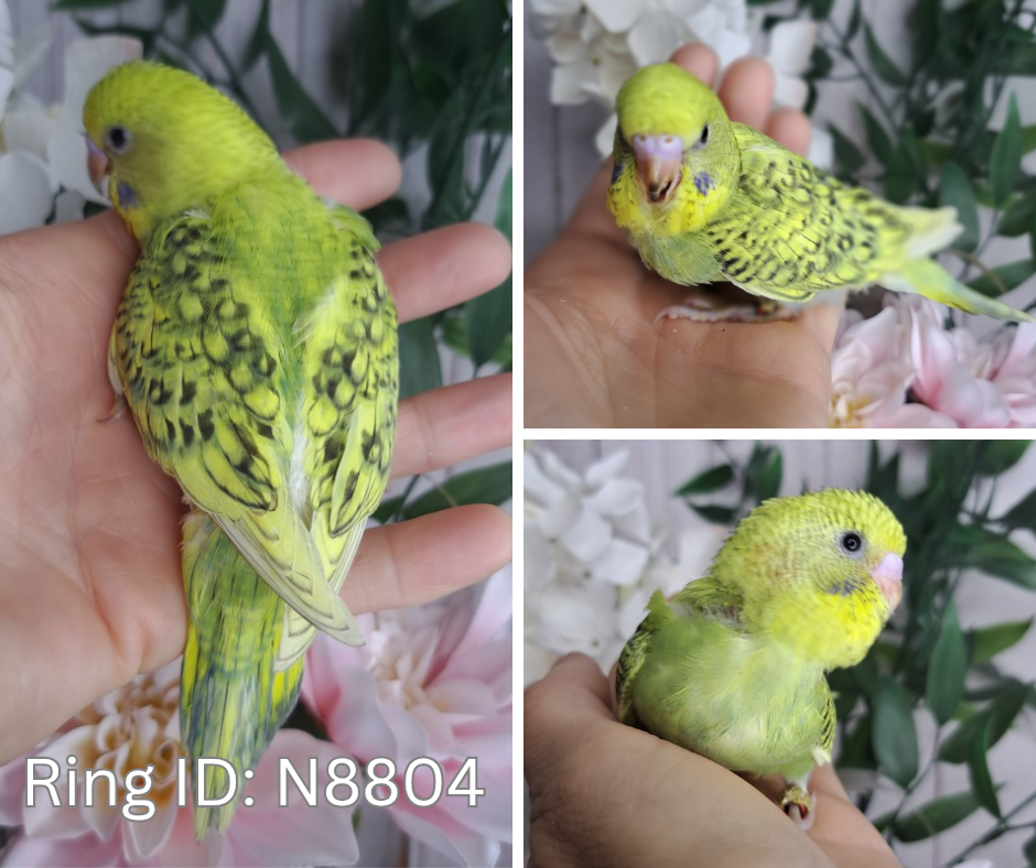 Budgie- Ring ID: N8804