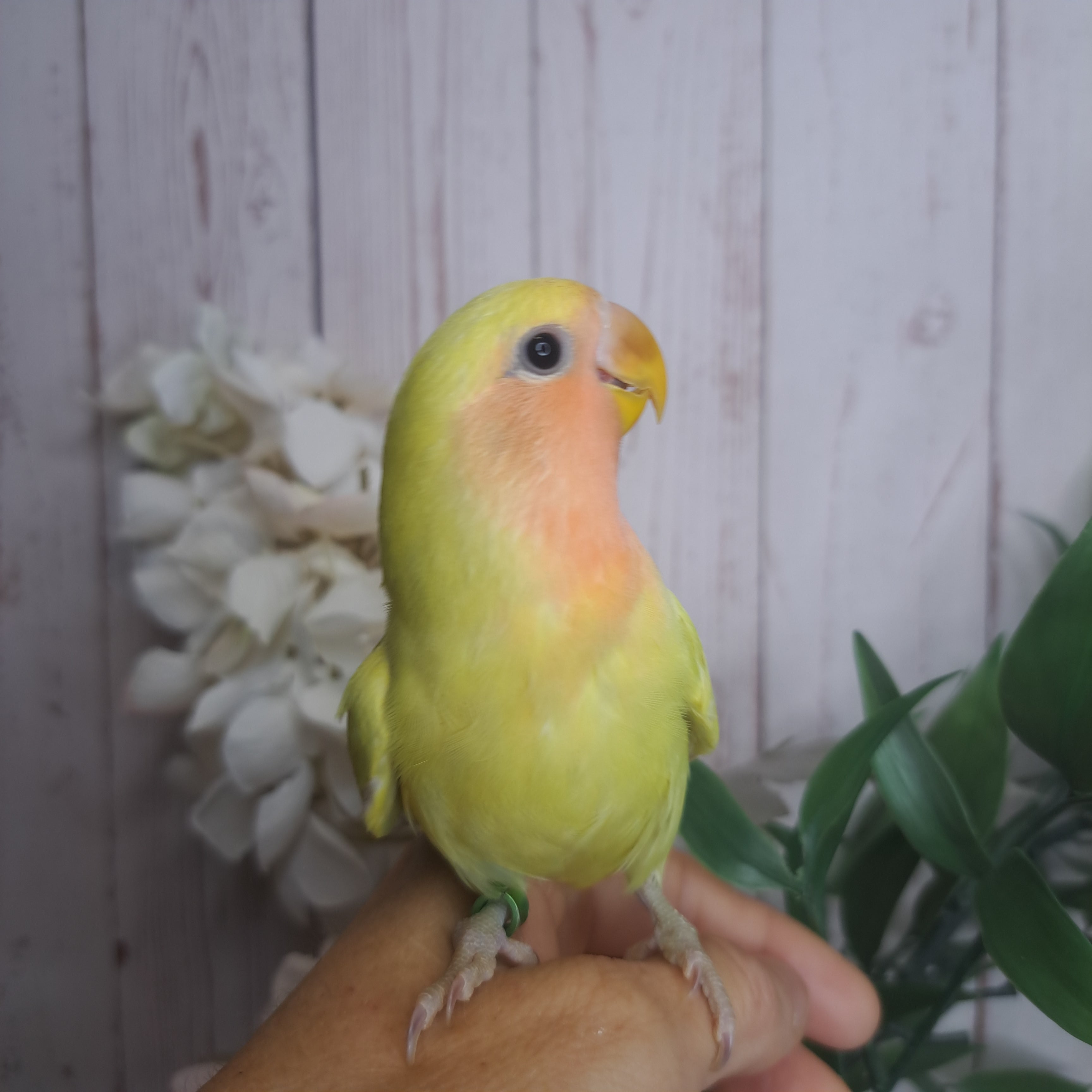 Lovebird- Ring ID: E1192