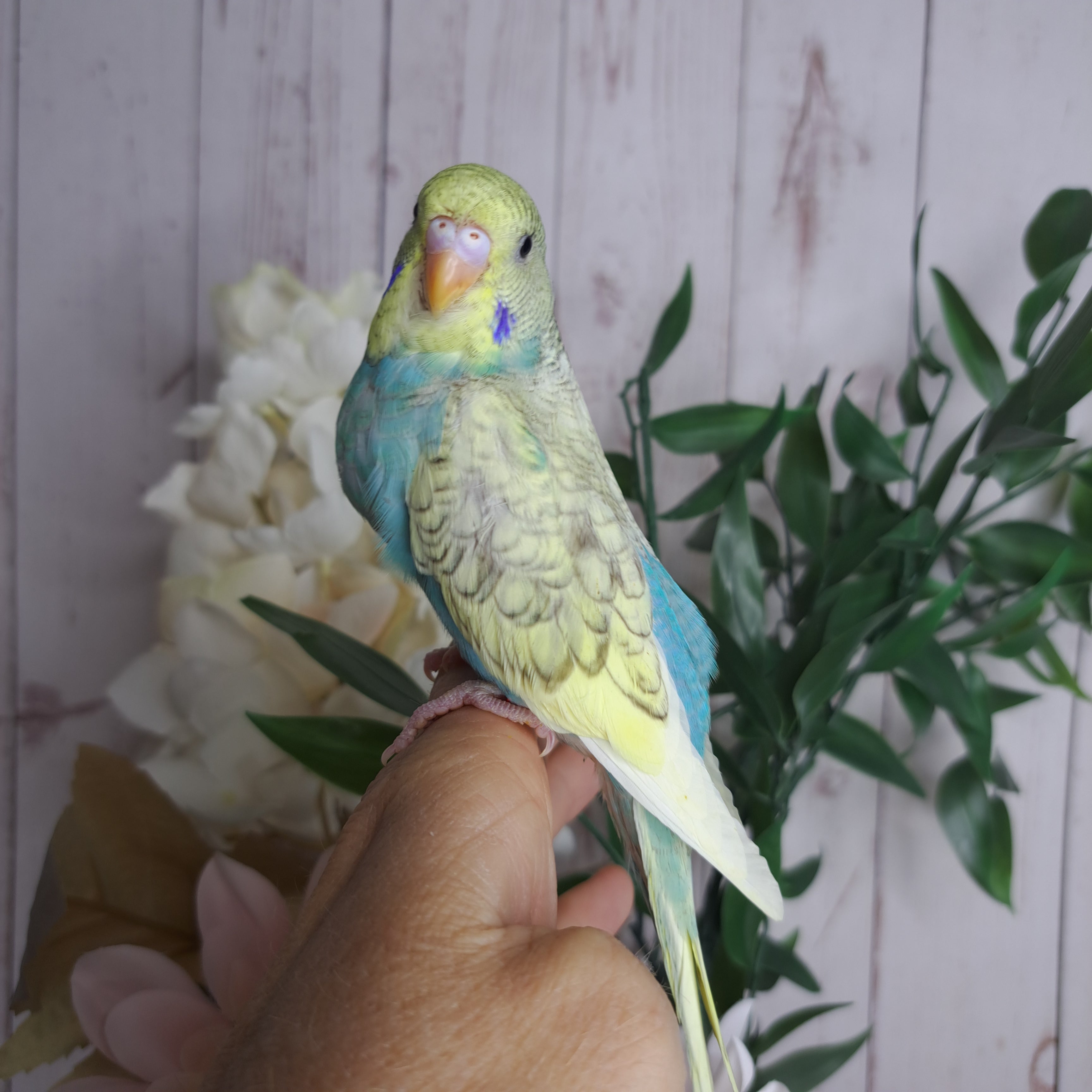 Budgie- Ring ID: Q1262