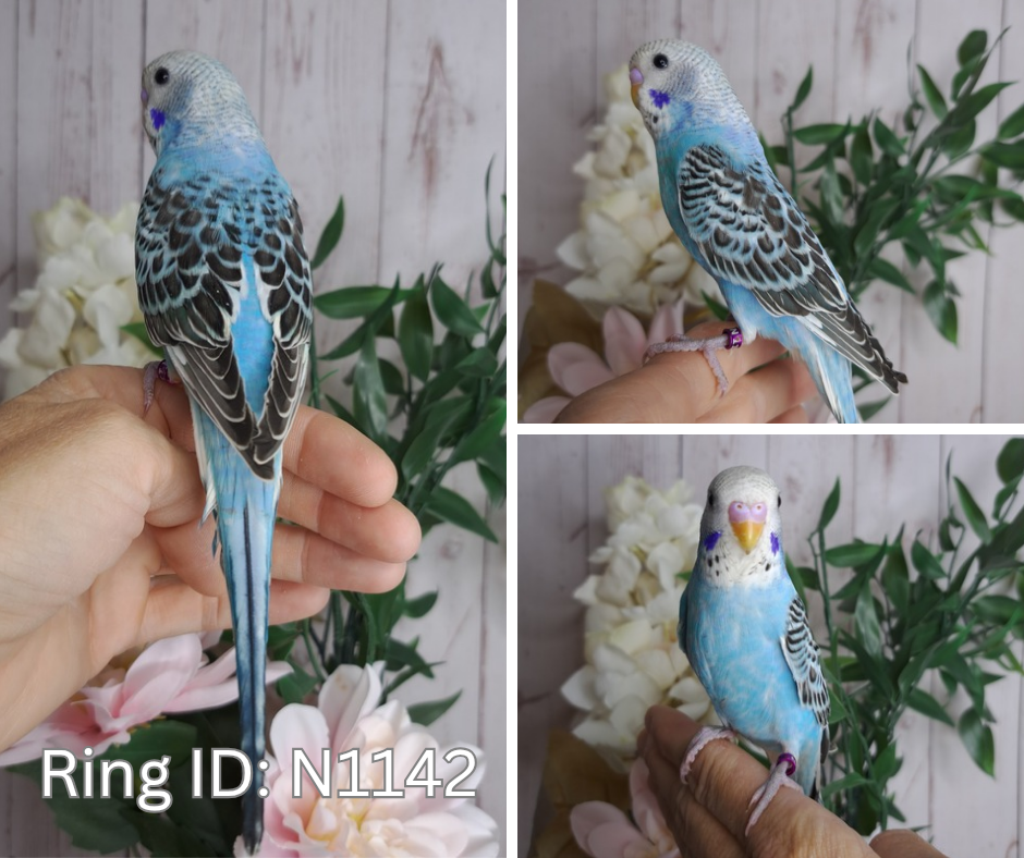 Budgie- Ring ID: N1142- DEPOSIT TAKEN