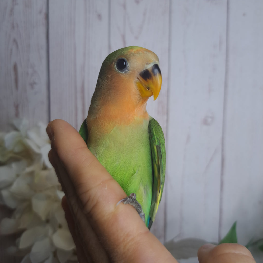 Lovebird- Ring ID: N8267