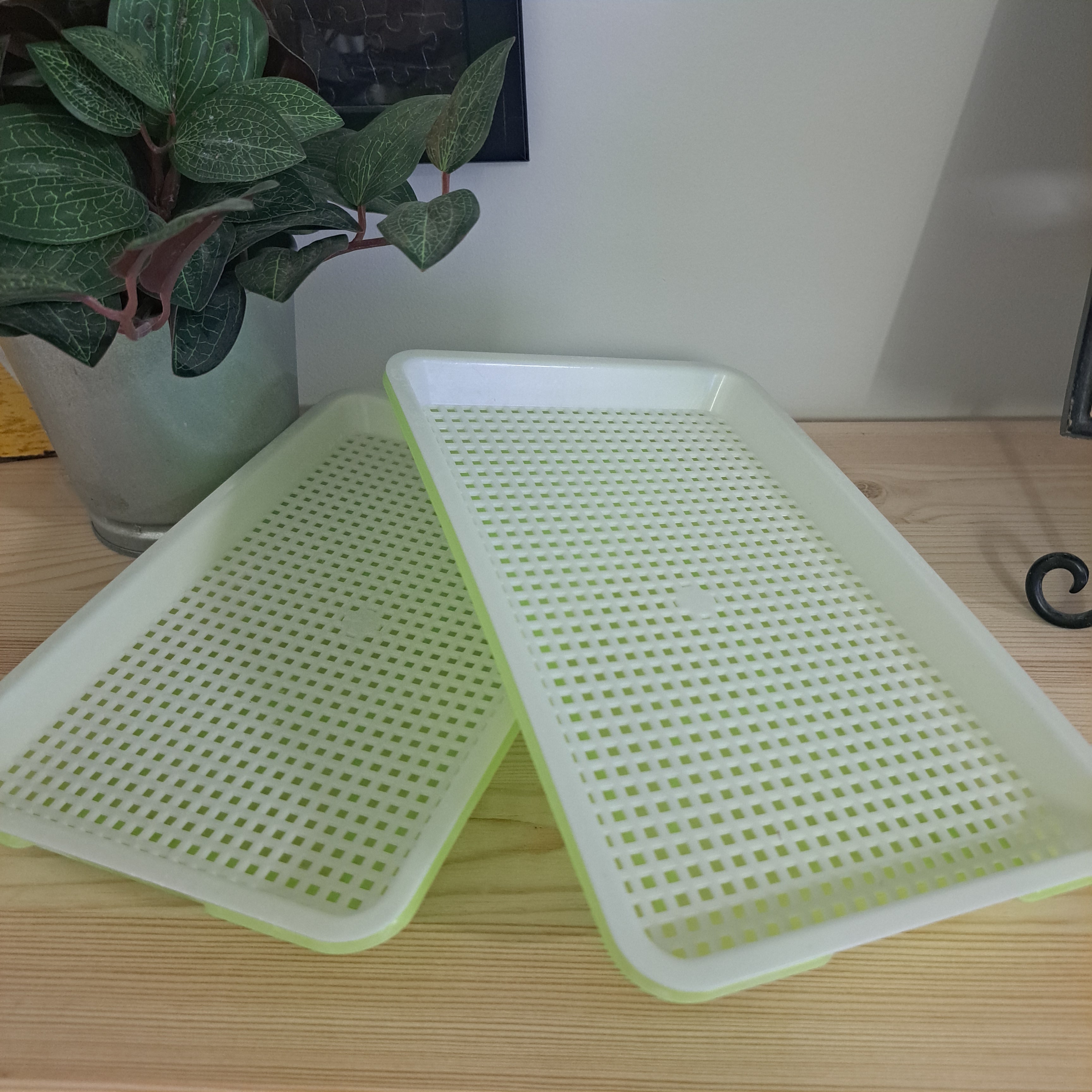 Seed sprouting tray Small 2 pack