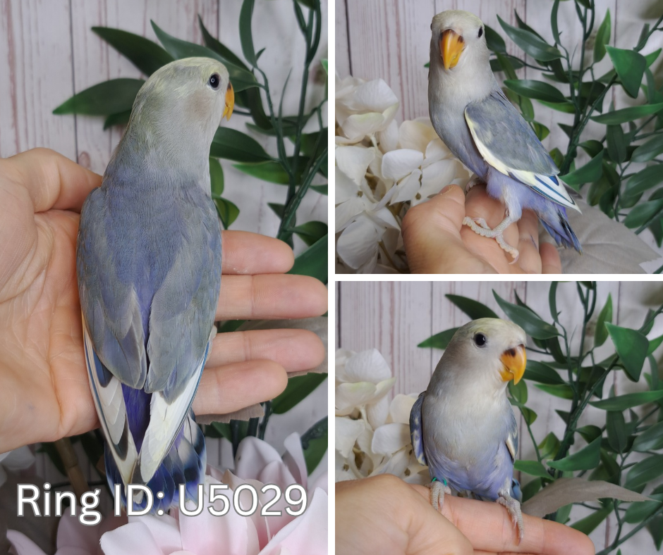 Lovebird- Ring ID: U5029