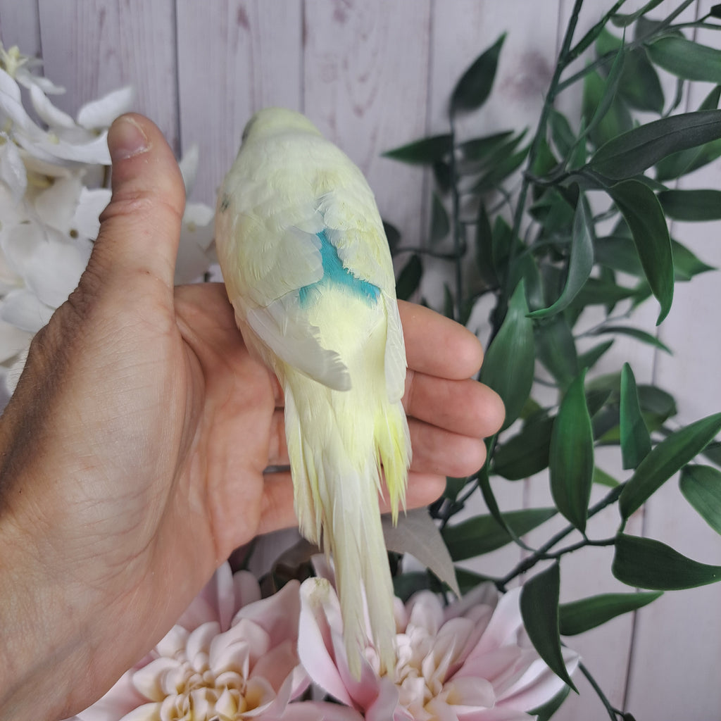 Budgie- Ring ID: N8570- DEPOSIT TAKEN