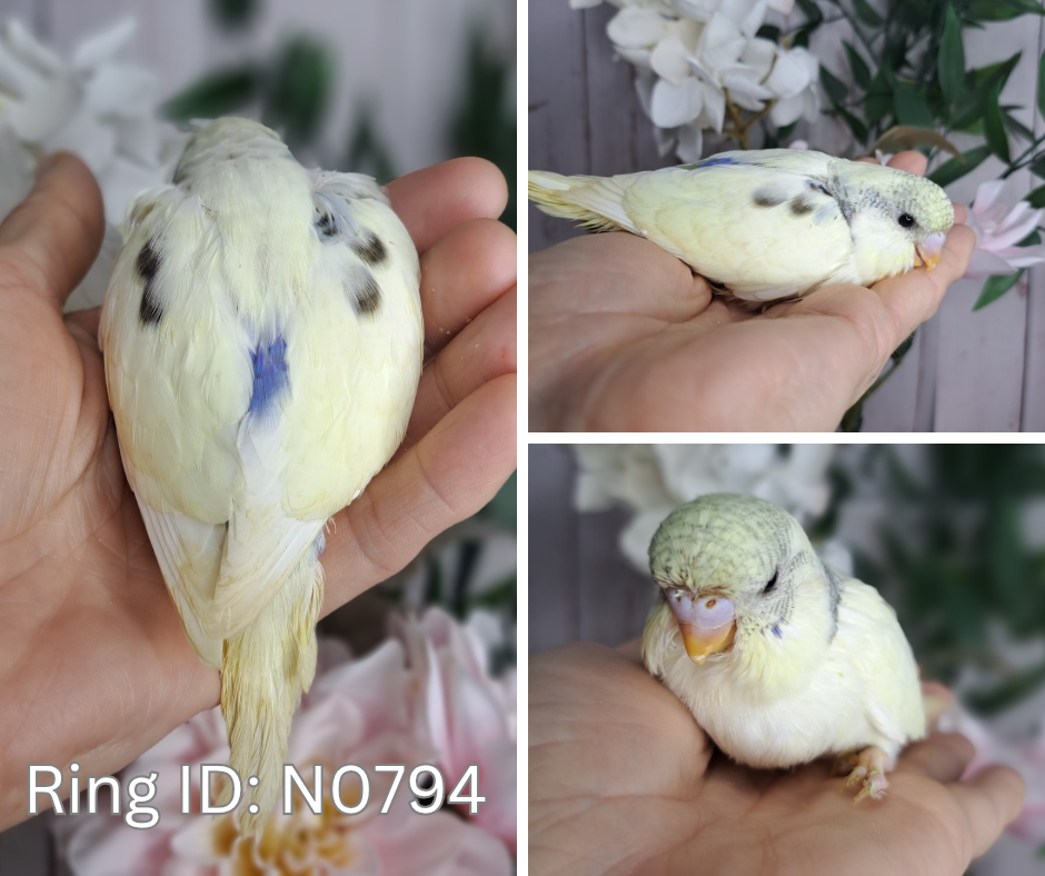 Budgie- Ring ID: N0794 - DEPOSIT TAKEN