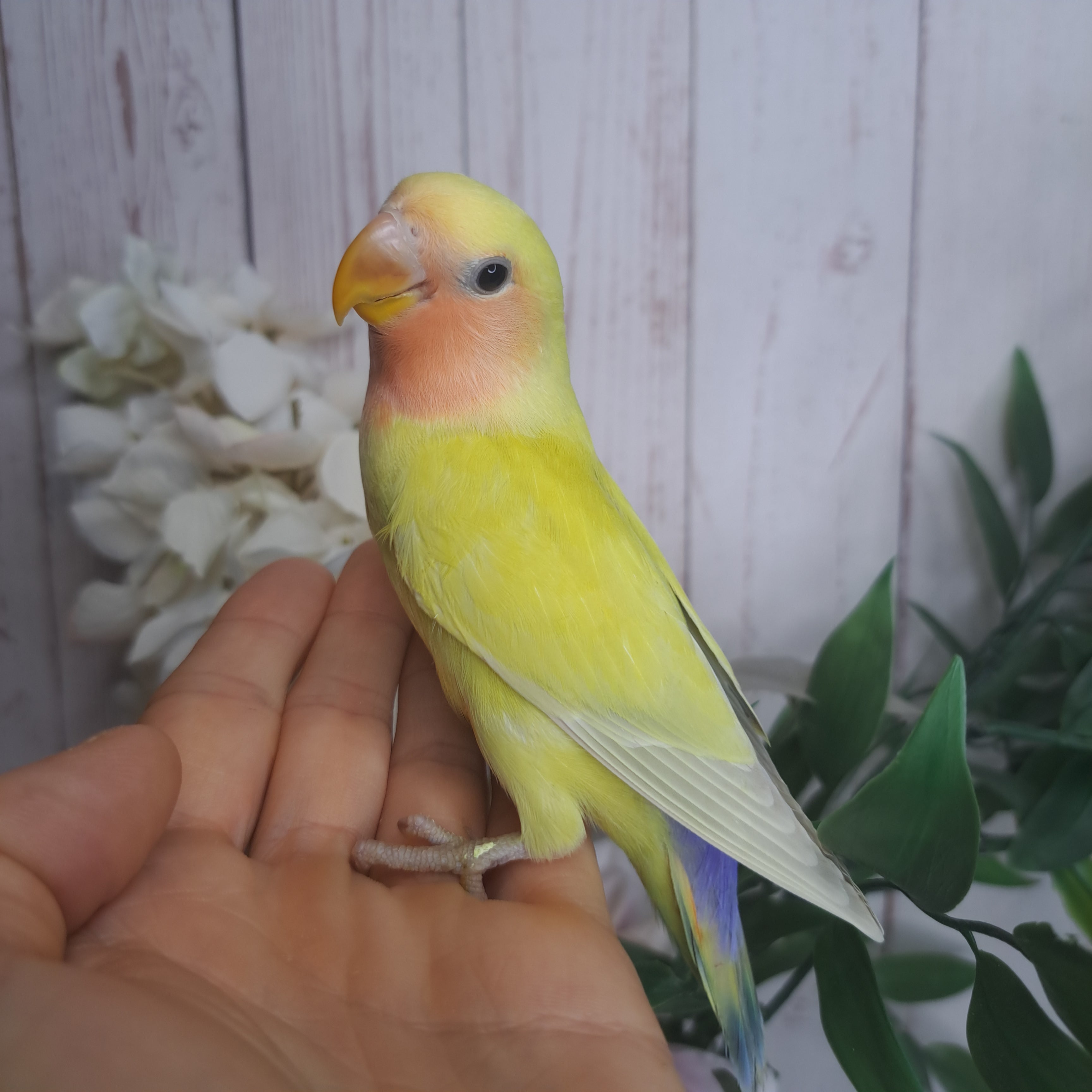 Lovebird- Ring ID: E1192